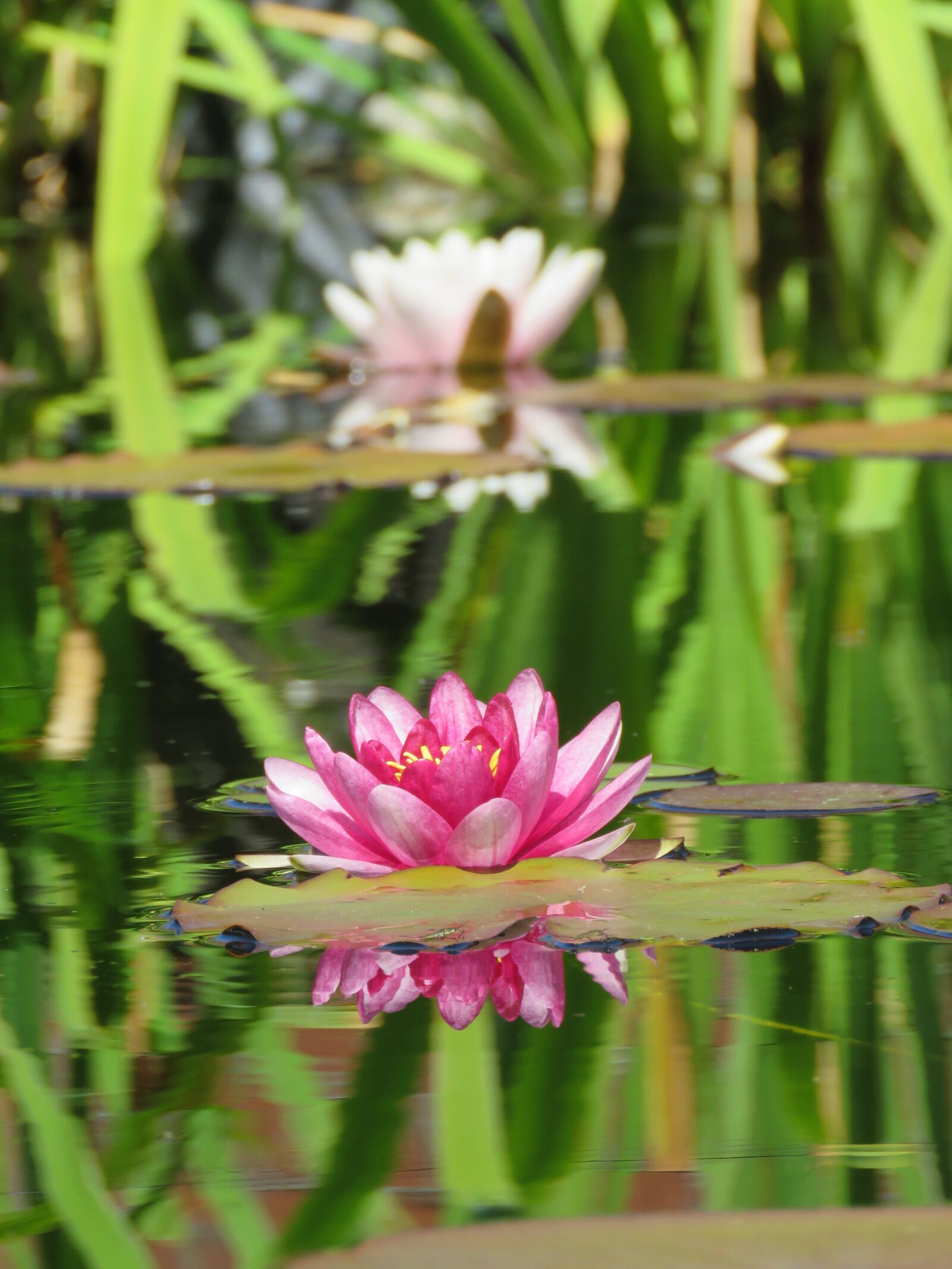Canon PowerShot SX60 HS sample photo. Waterlilies, leaves, pond photography