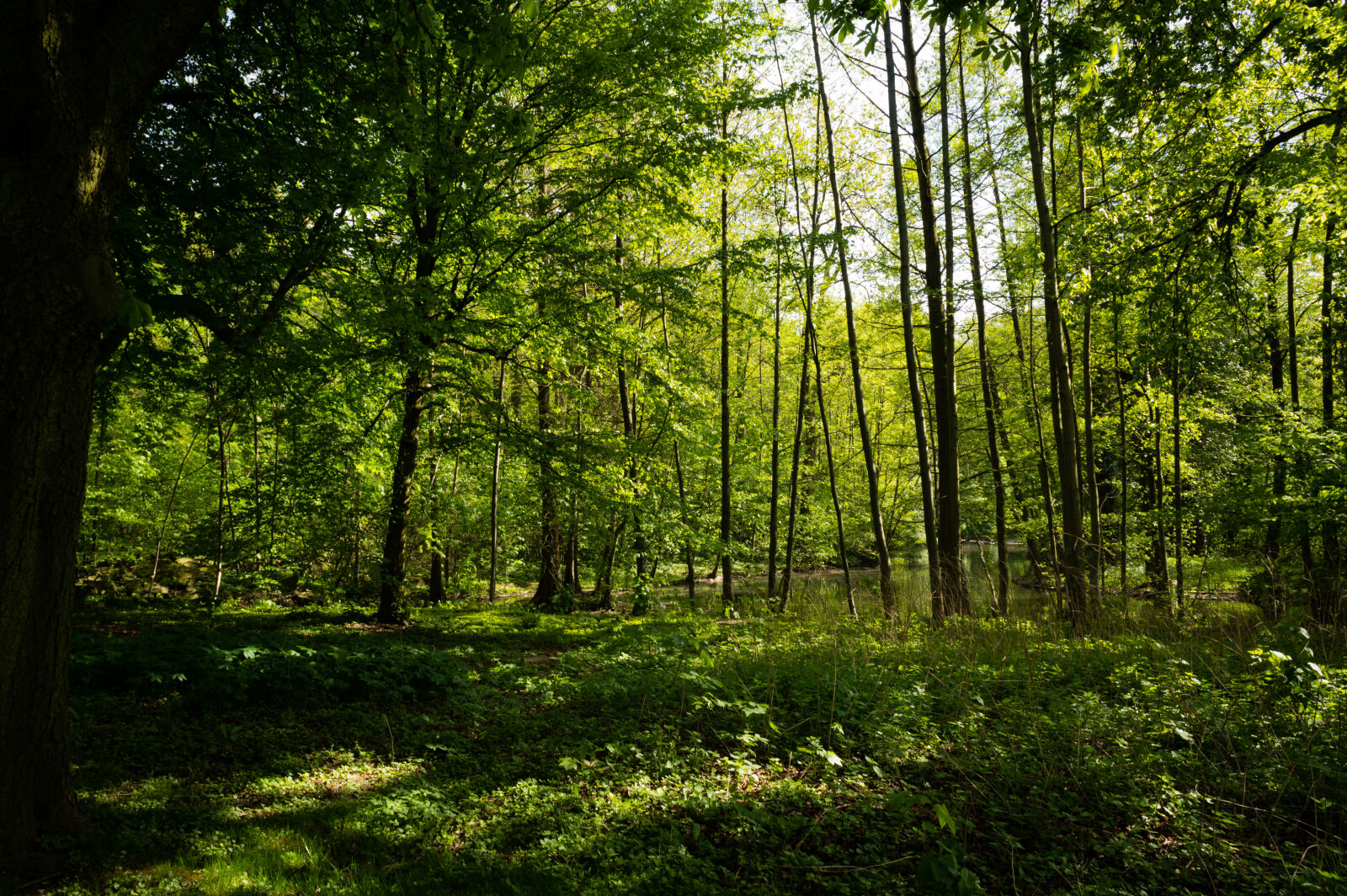 Nikon D3200 sample photo