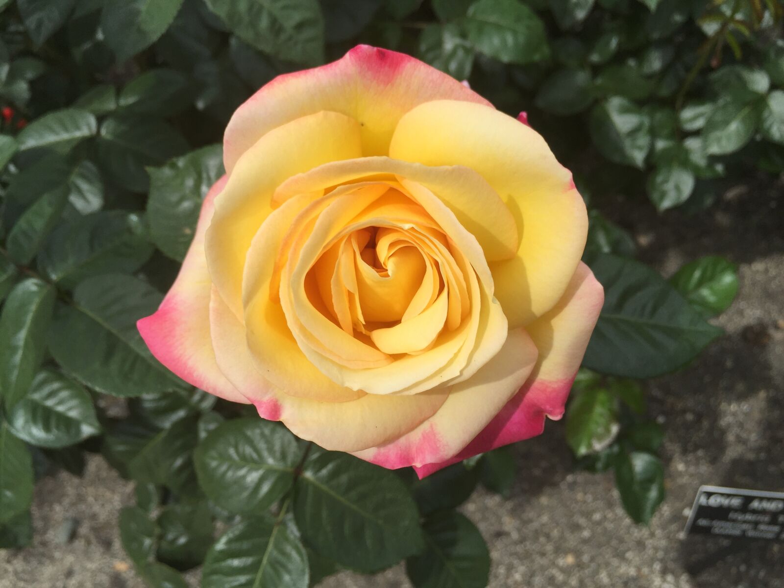 iPhone 6 Plus back camera 4.15mm f/2.2 sample photo. Rose, floral, garden photography