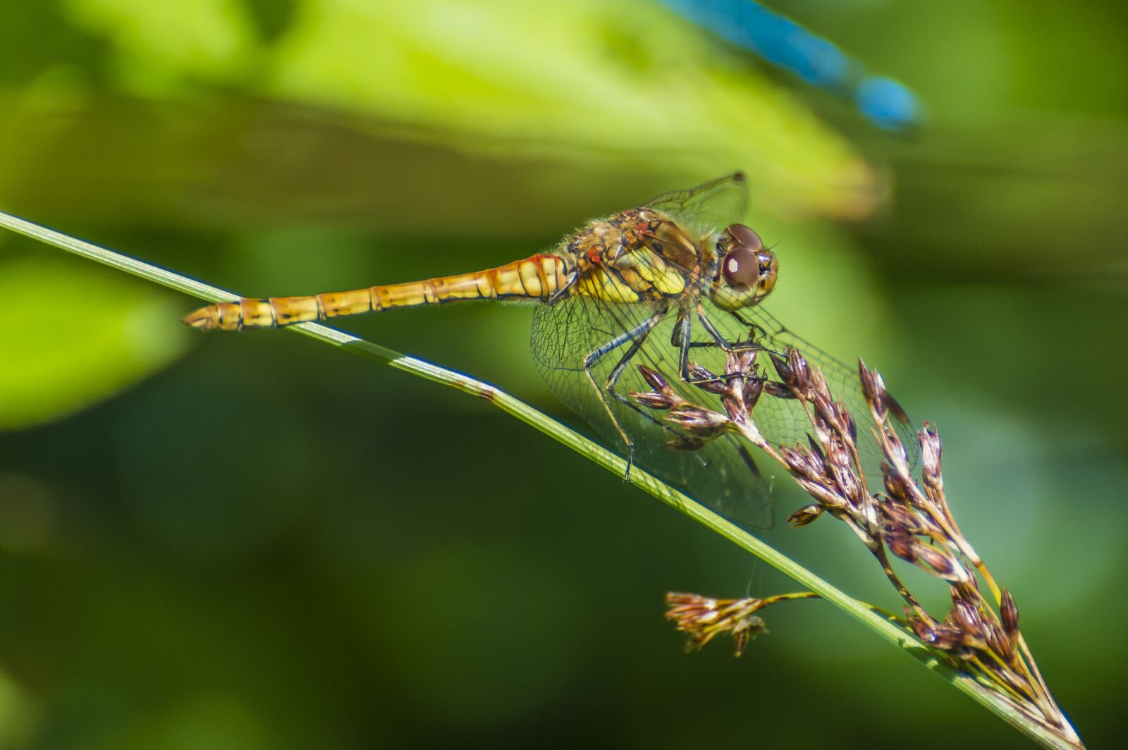 Nikon D7200 sample photo. Dragonfly, odonata, wildlife photography