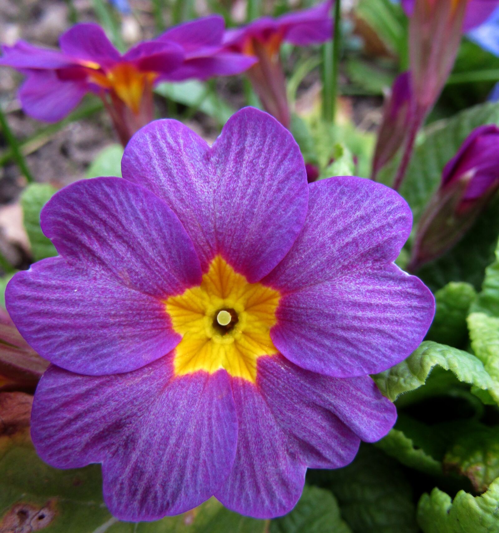Canon POWERSHOT SX432 IS sample photo. Spring, violet, nature photography
