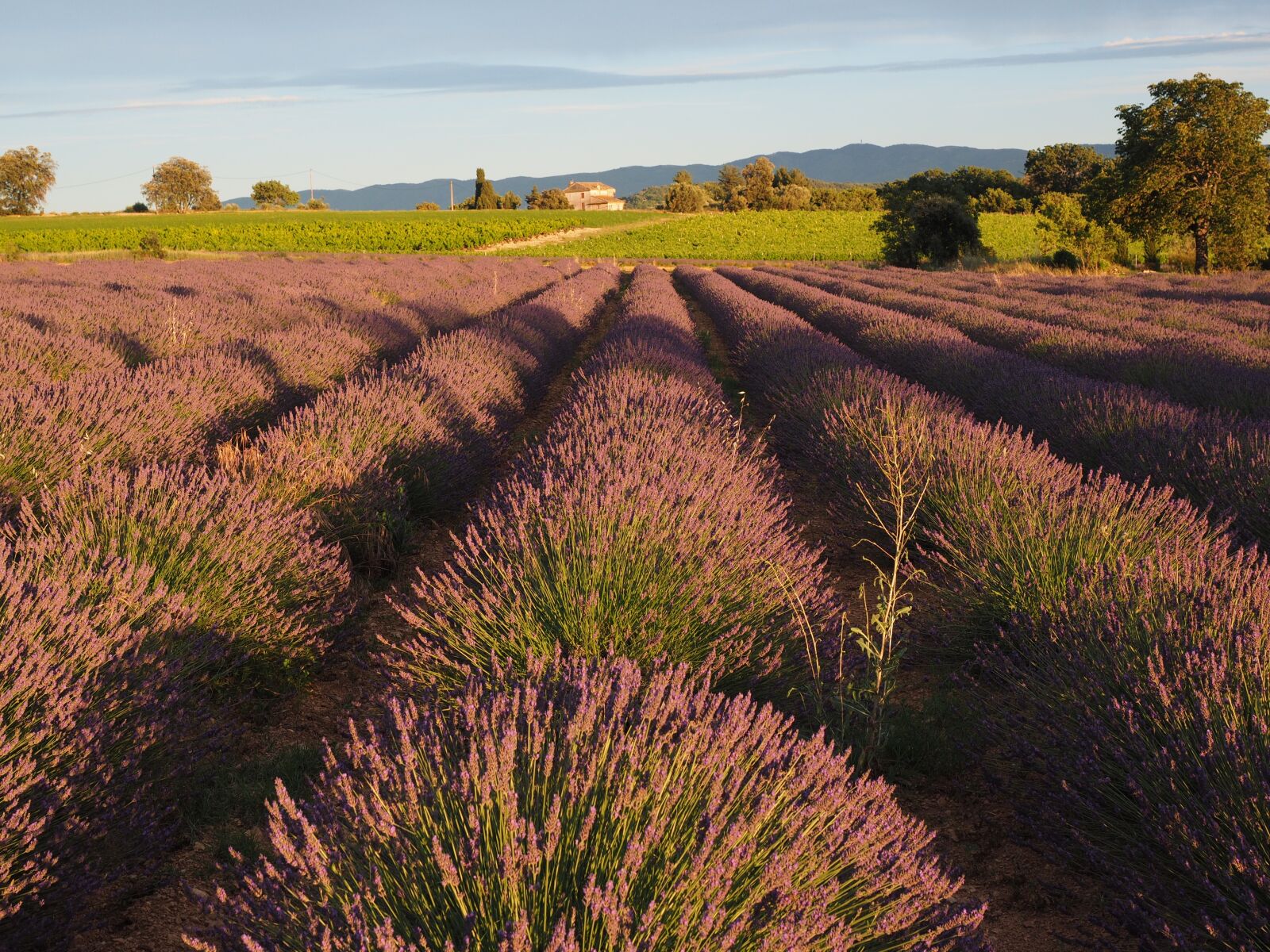Olympus OM-D E-M1 + Olympus M.Zuiko Digital ED 12-40mm F2.8 Pro sample photo. Lavender field, lavender, evening photography