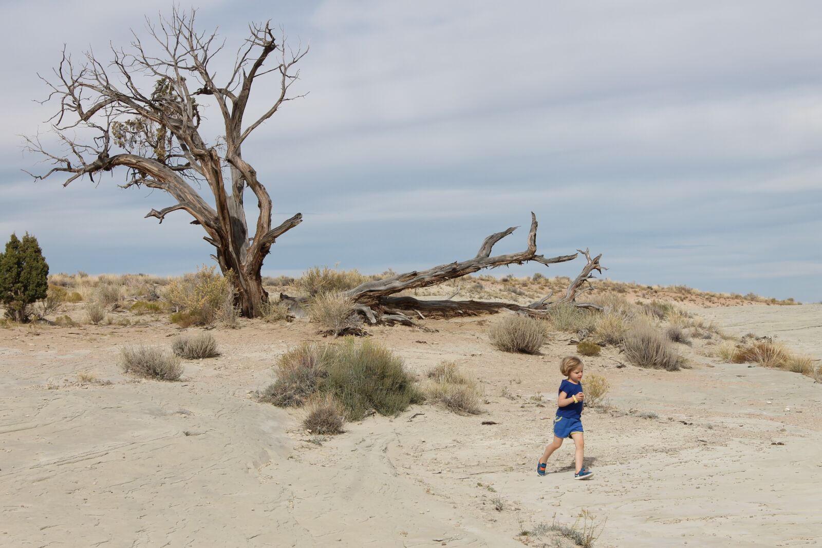 Canon EOS 1100D (EOS Rebel T3 / EOS Kiss X50) sample photo. Desert, tree, landscape photography