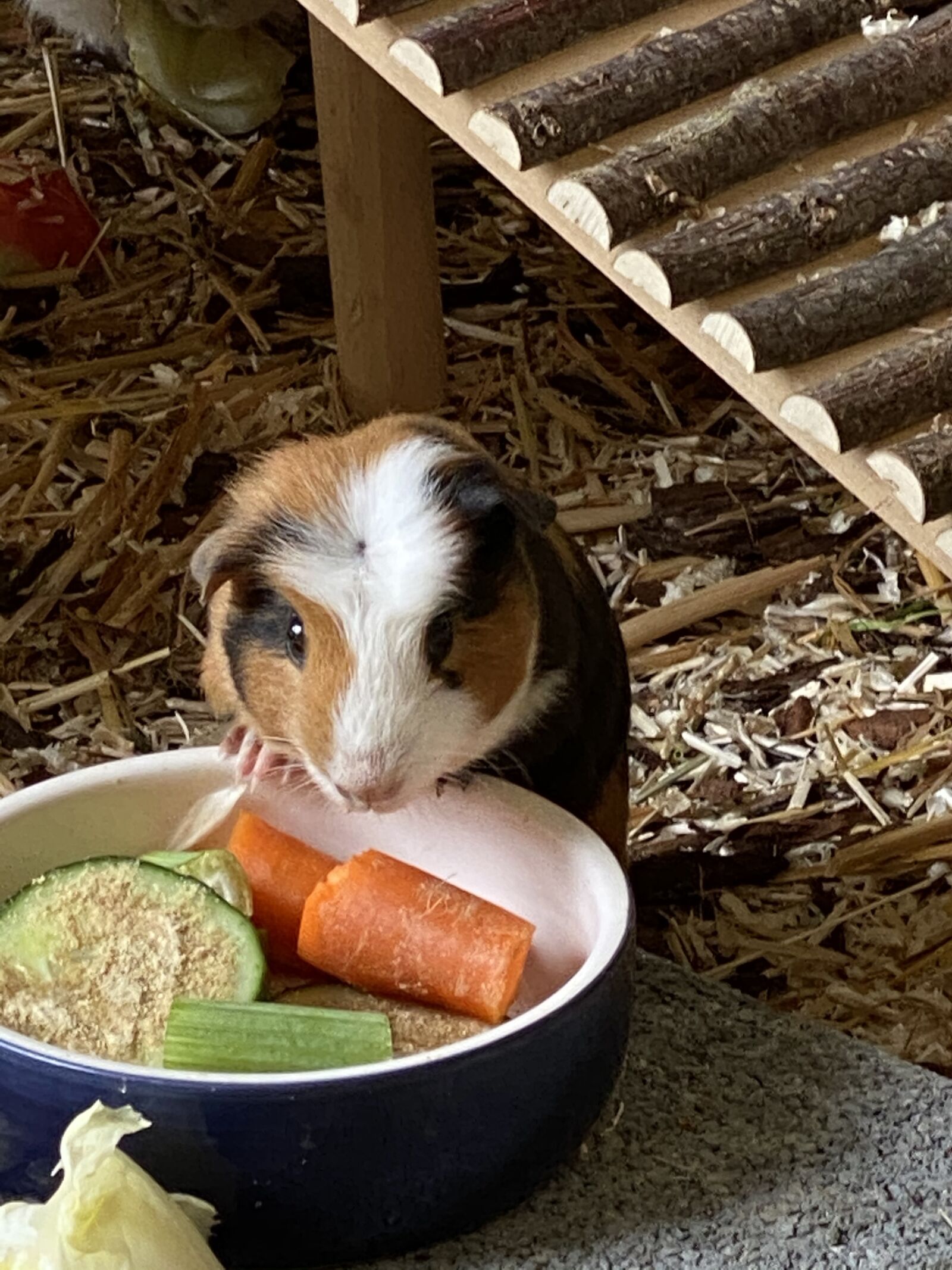 Apple iPhone 11 Pro Max sample photo. Guinea pig, nager, sweet photography