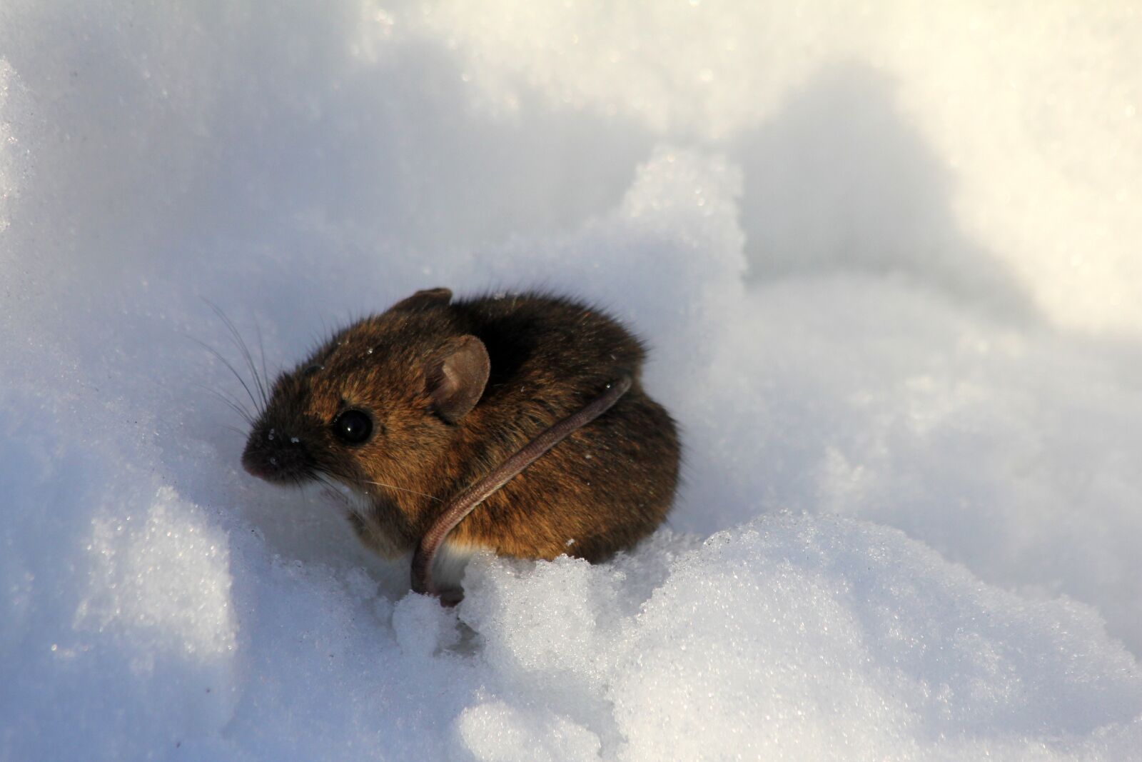 Canon EOS 550D (EOS Rebel T2i / EOS Kiss X4) sample photo. Winter, mouse, snow photography