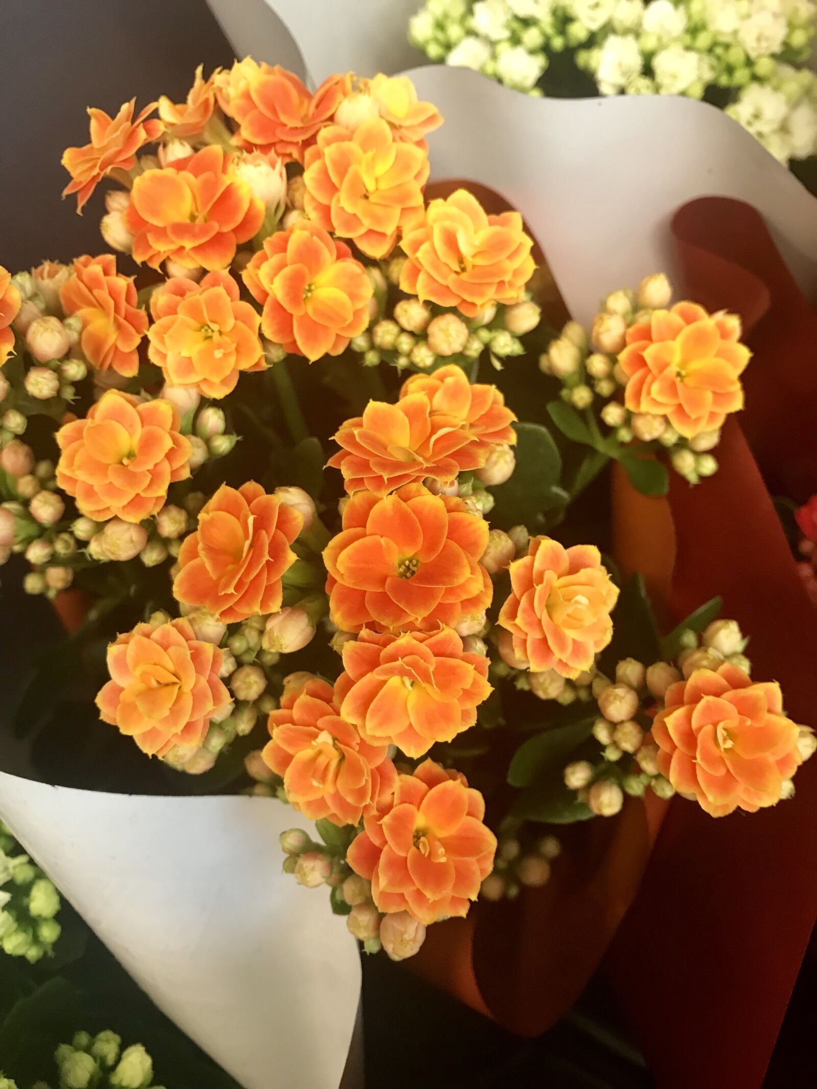 Apple iPhone 7 sample photo. Flowers, indoor flowers, kolopejka photography