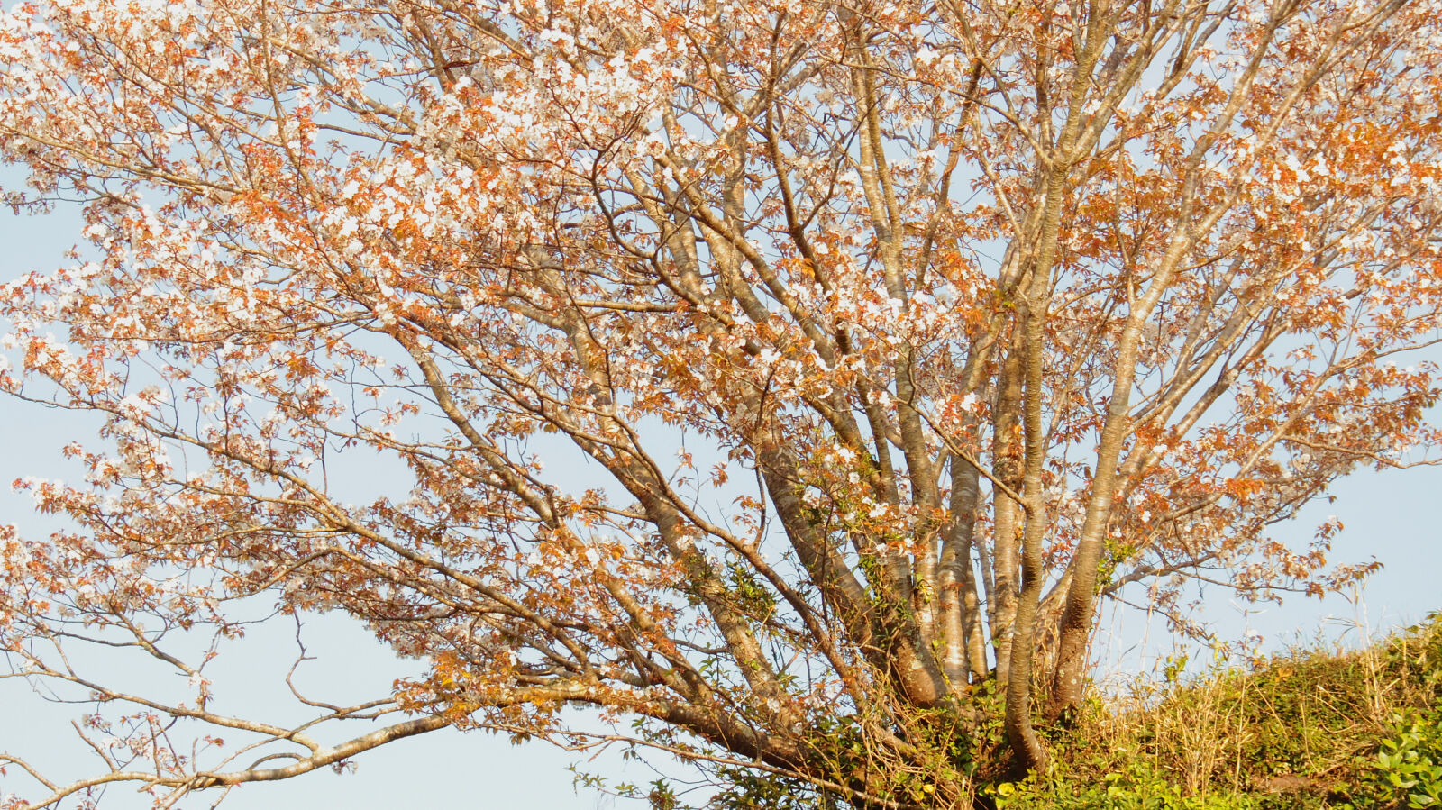 Pentax Q10 + Pentax 06 Telephoto 15-45mm sample photo. Cherry, blossoms photography