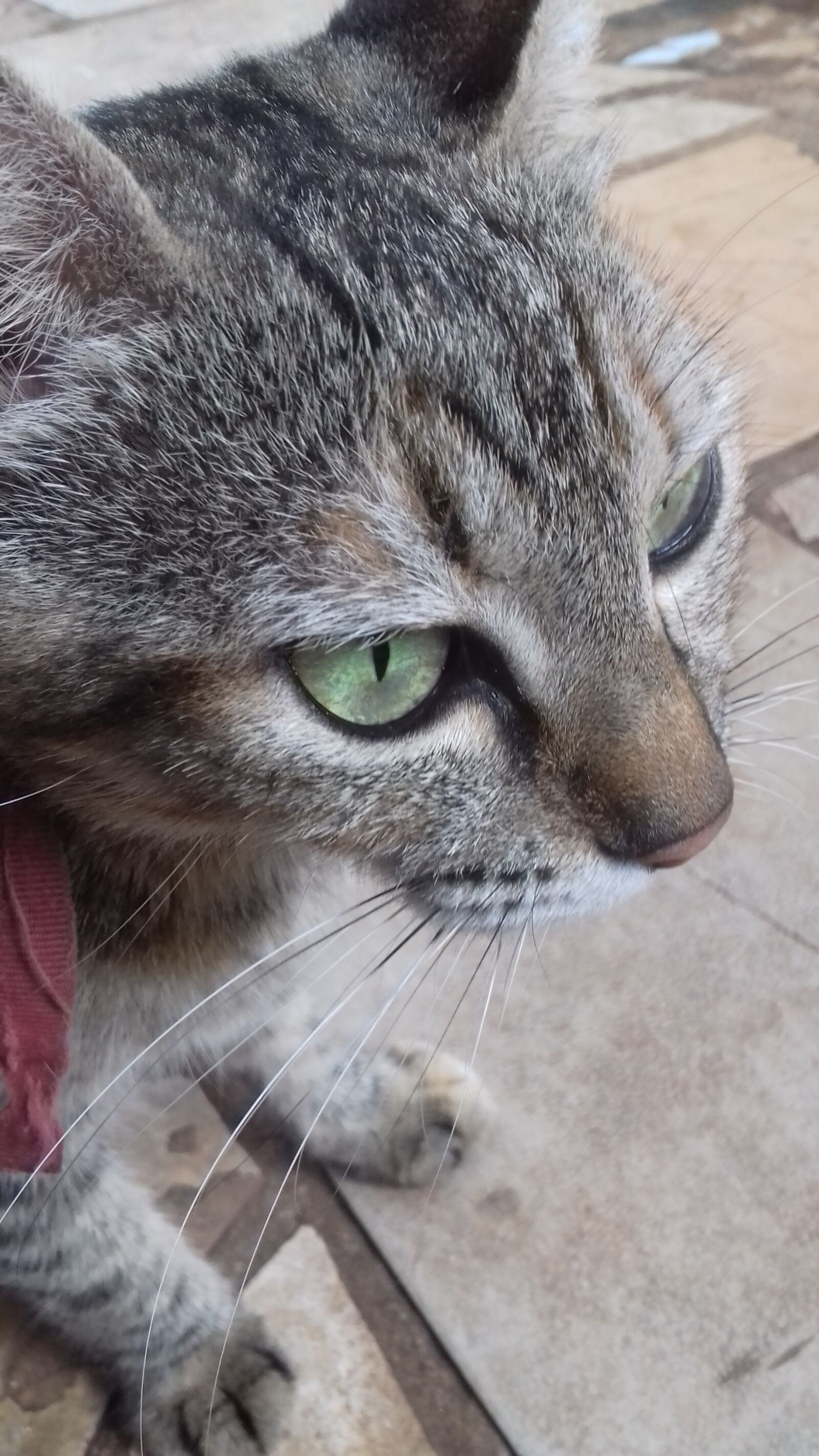 Samsung Galaxy Grand Prime sample photo. Cat, animal photography