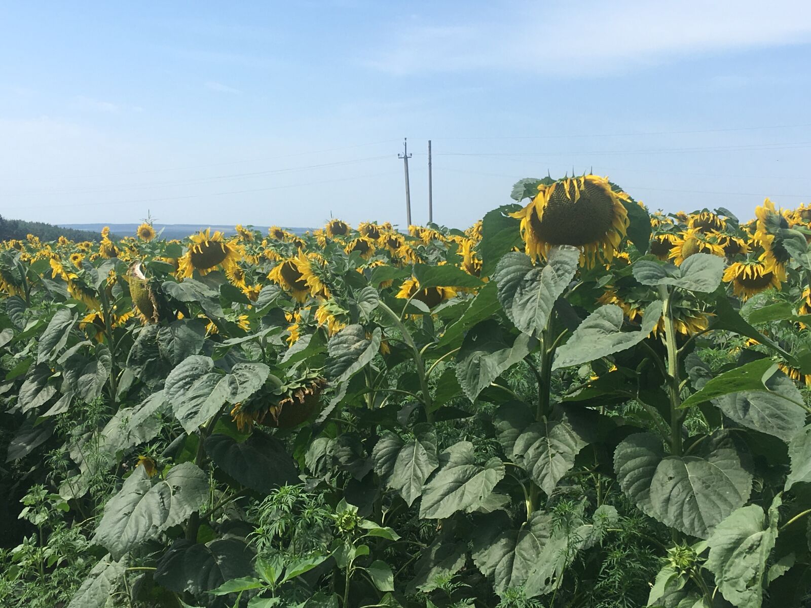 iPhone SE back camera 4.15mm f/2.2 sample photo. Sunflower, field, nature photography