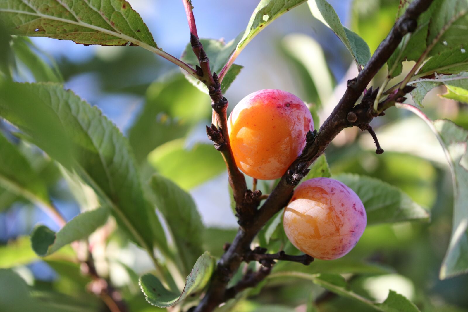 Canon EOS 200D (EOS Rebel SL2 / EOS Kiss X9) sample photo. Yellow plums, fruit, tree photography