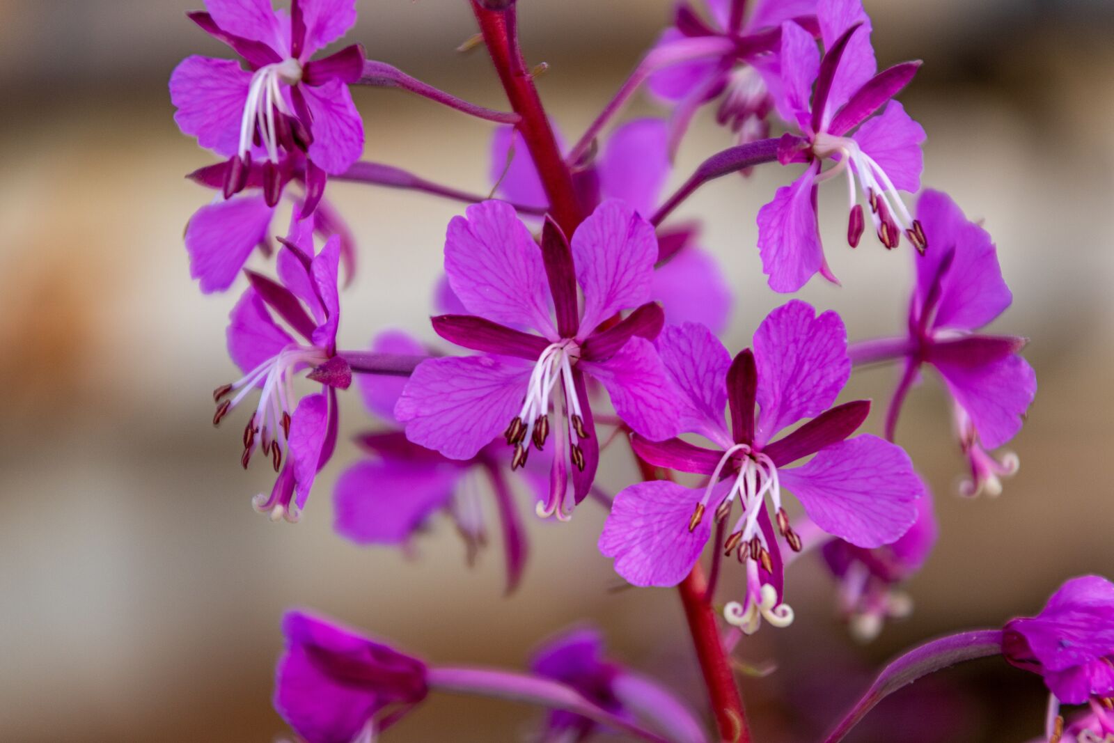 Canon EOS 750D (EOS Rebel T6i / EOS Kiss X8i) + Canon TS-E 90mm F2.8 Tilt-Shift sample photo. Leaf fireweed, epilobium angustifolium photography