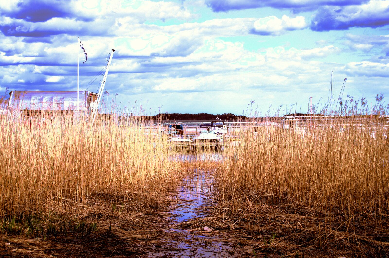 Nikon D5100 sample photo. Reed, stream, grass photography