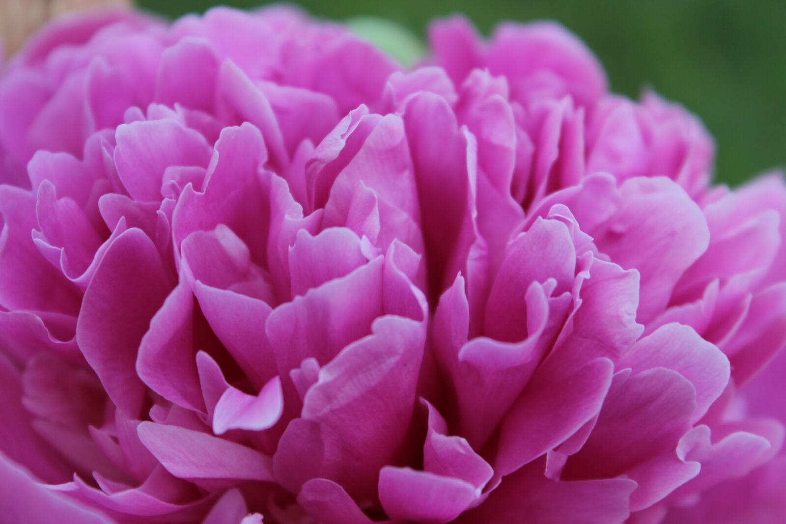 Canon EOS 1100D (EOS Rebel T3 / EOS Kiss X50) sample photo. Peony, flowers, pink photography