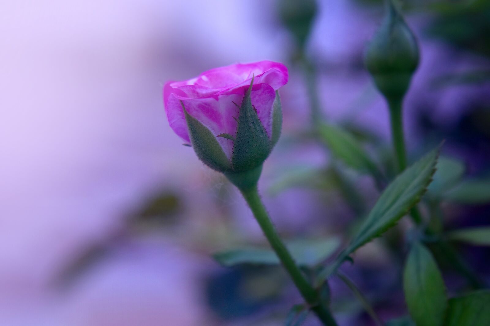 Nikon D5300 sample photo. Rose, flower, pink photography