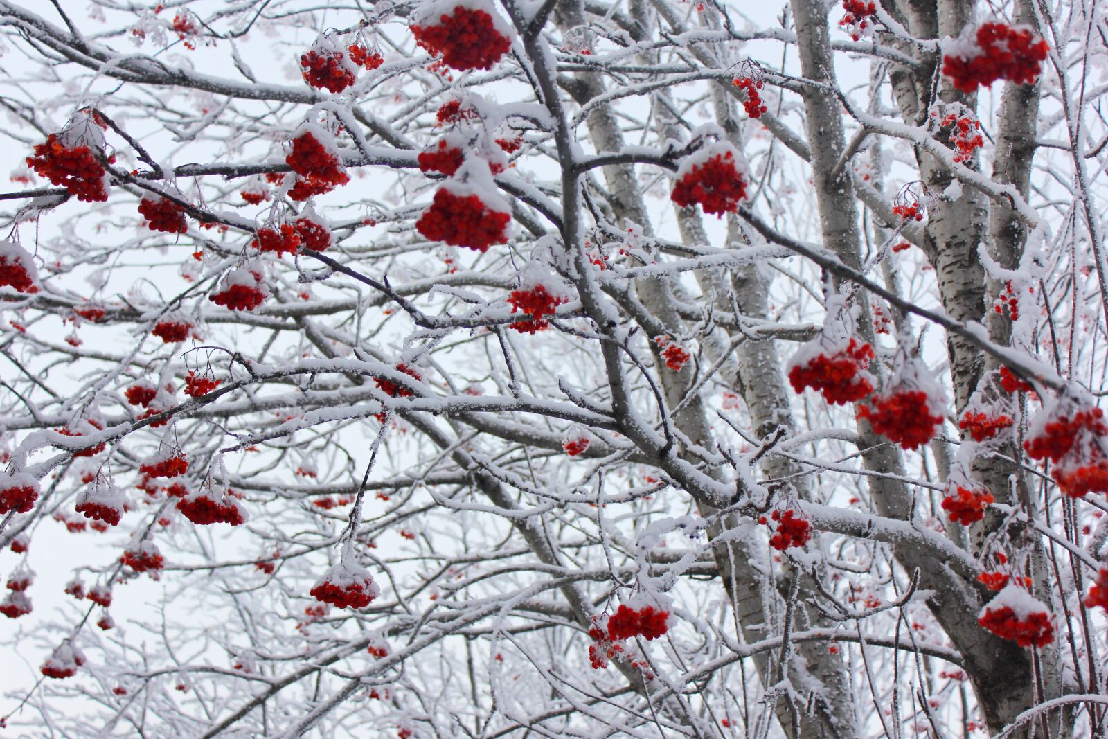 Canon EOS 60D sample photo. Rowan, tree, winter photography