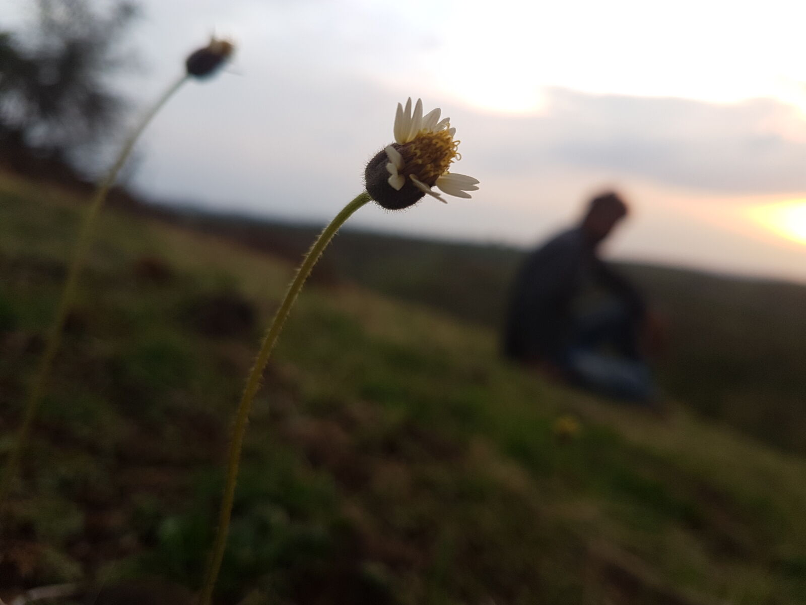 Samsung Galaxy S7 Edge sample photo. Beautiful, flowers, blur, samsung photography