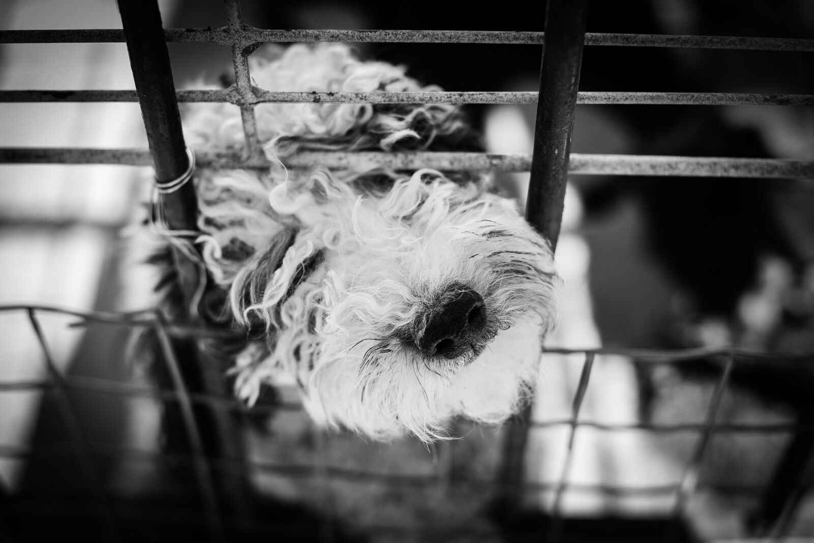 Nikon D750 sample photo. Dog, animal, white photography