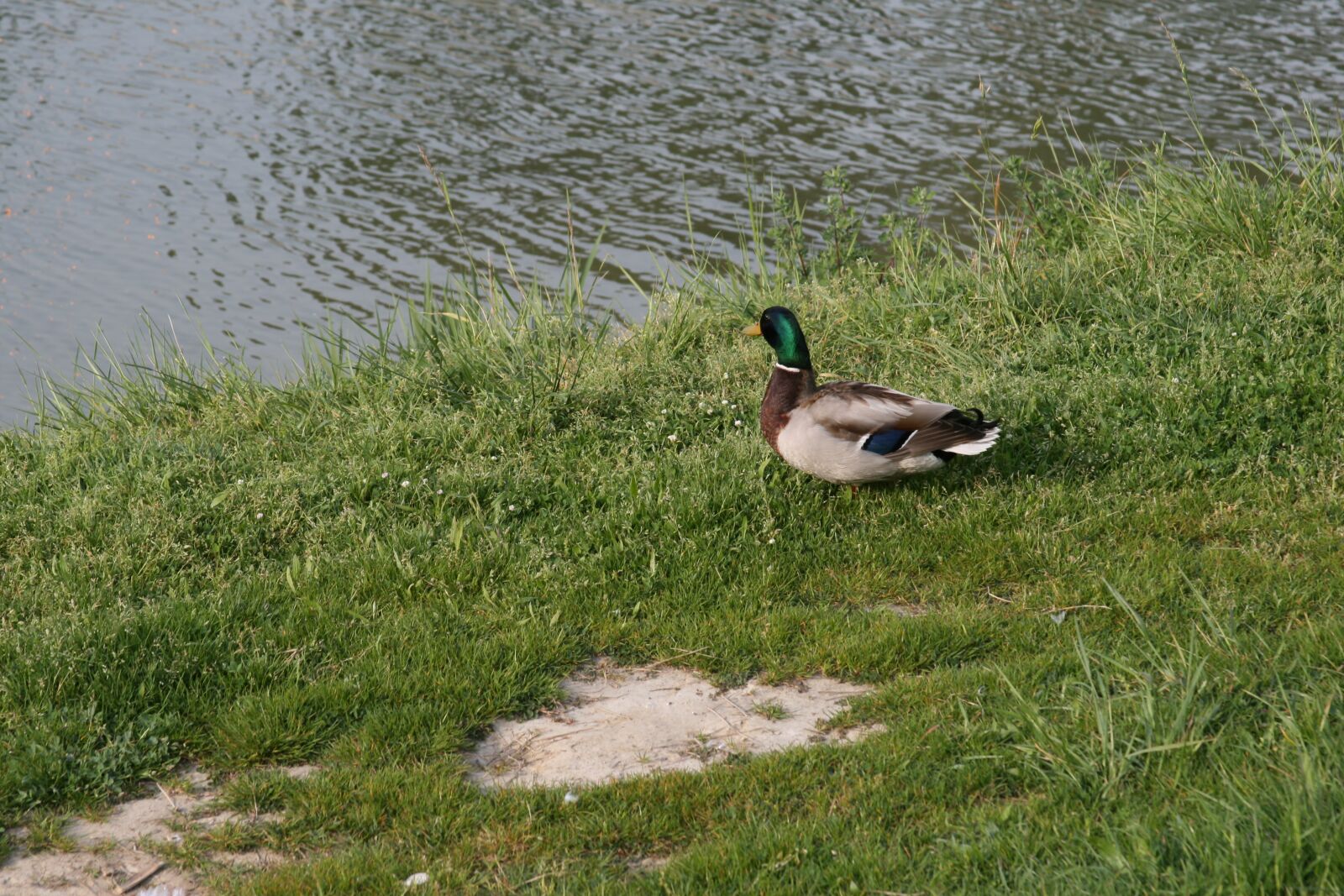 Canon EOS 400D (EOS Digital Rebel XTi / EOS Kiss Digital X) sample photo. Duck, river, water photography