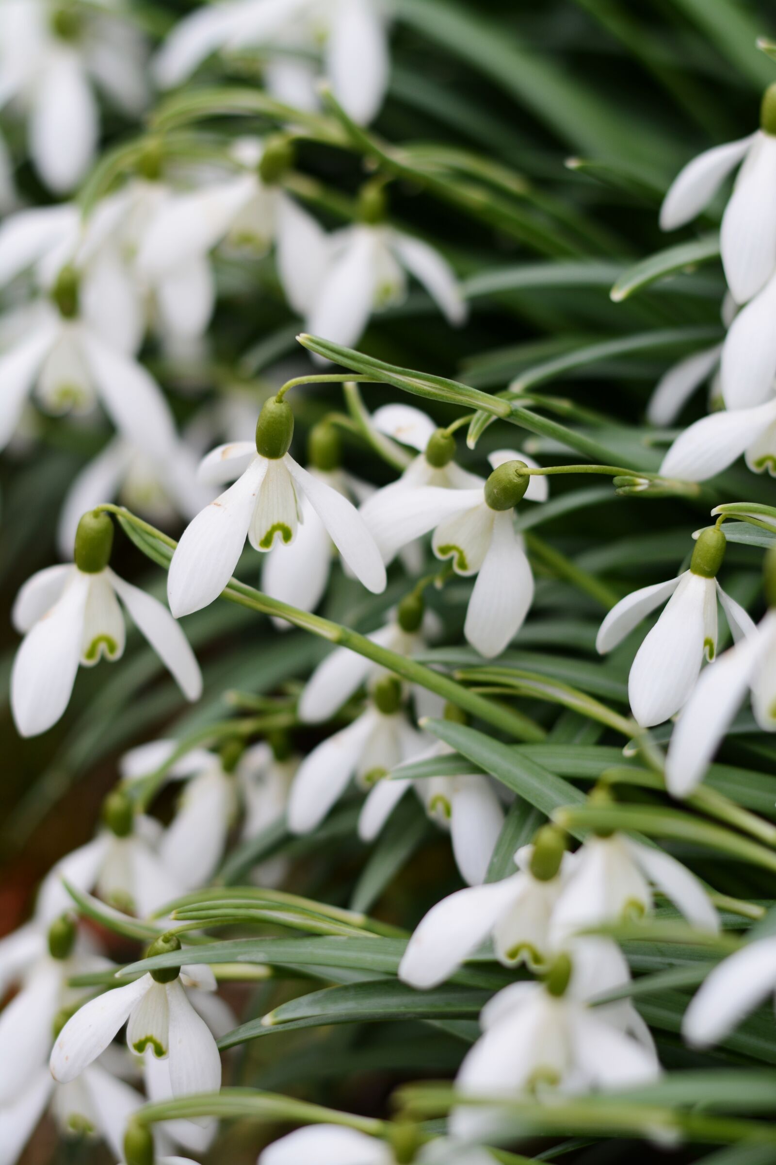 Nikon D5200 sample photo. Flowers, plant, snowdrop photography