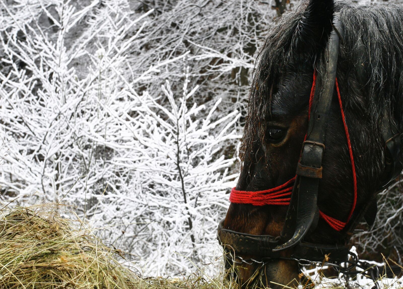 Canon EOS 30D sample photo. Horse, black, winter photography