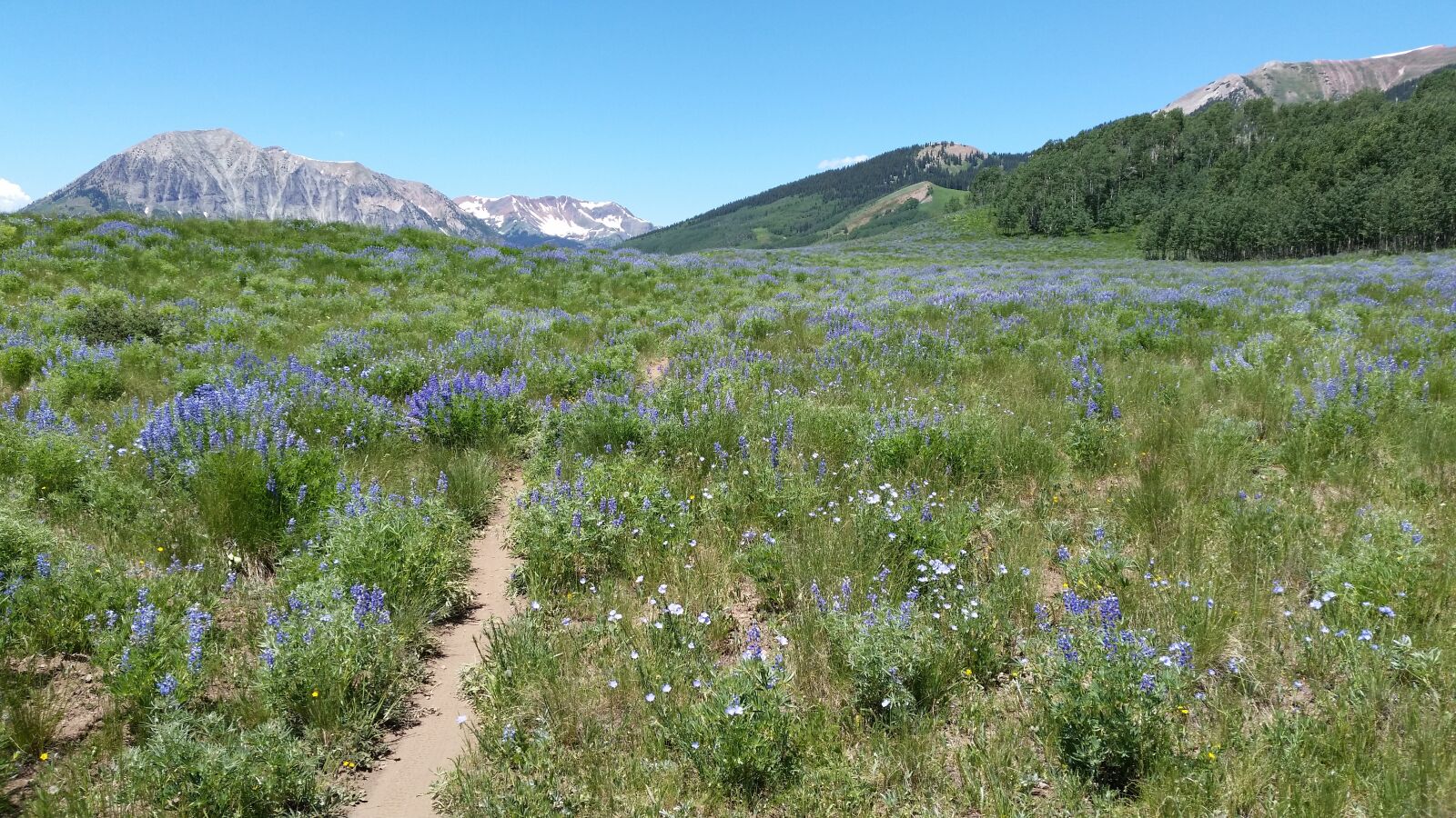 Samsung Galaxy S5 sample photo. Mountain flowers, mountain trail photography