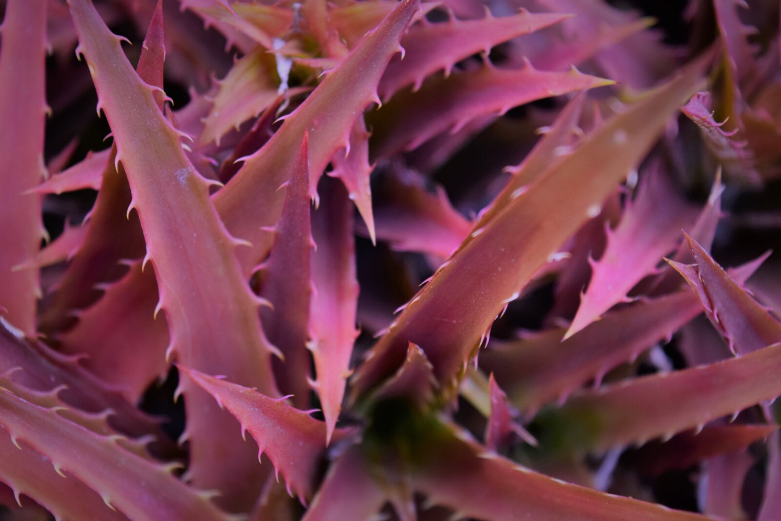 Nikon D3300 sample photo. Flower, macro, plant photography