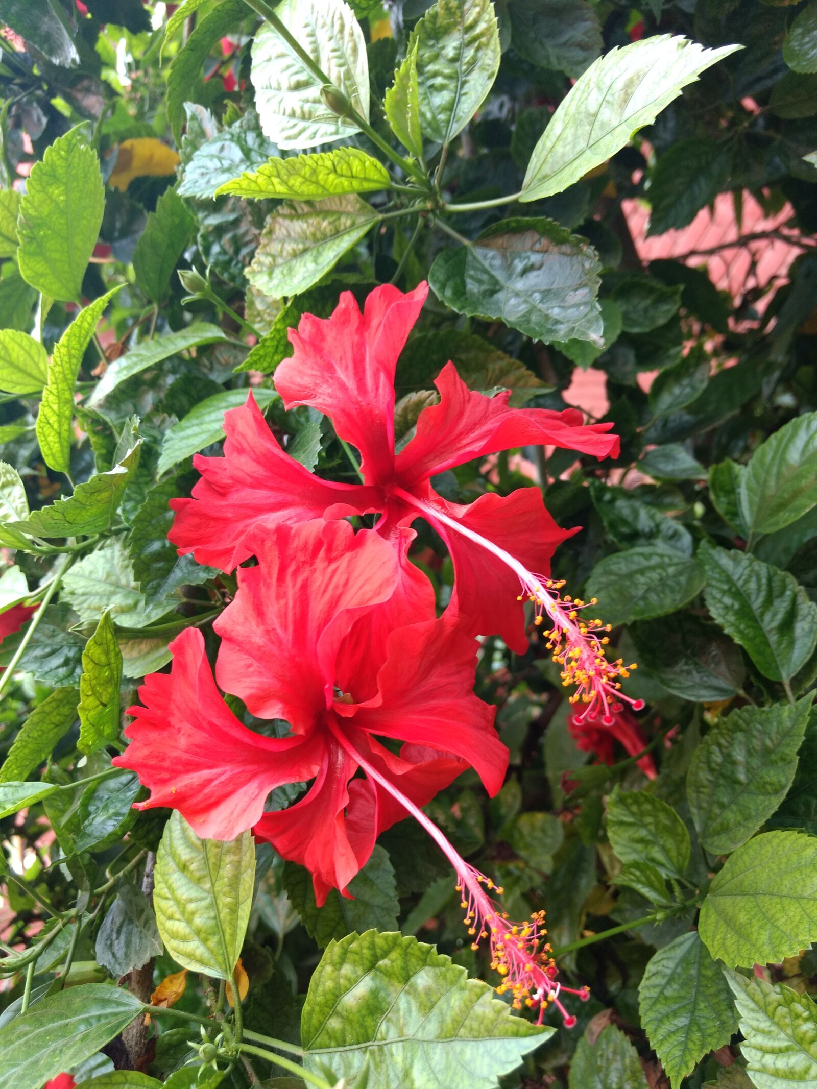 Motorola Moto G (4) sample photo
