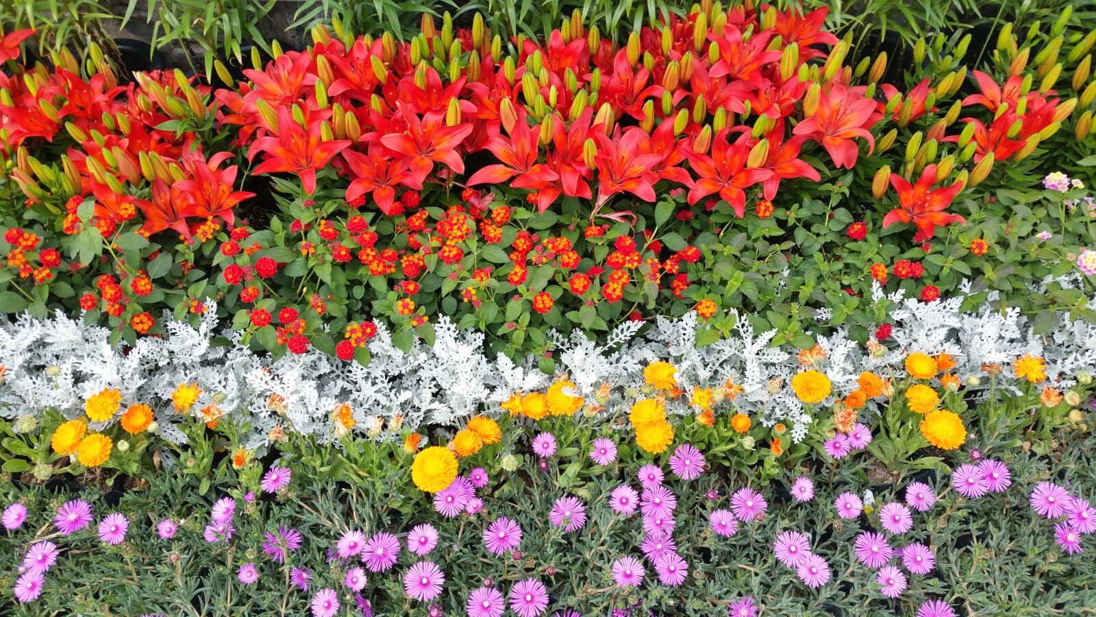 Samsung Galaxy S5 sample photo. Flower garden, ulsan, taehwa photography