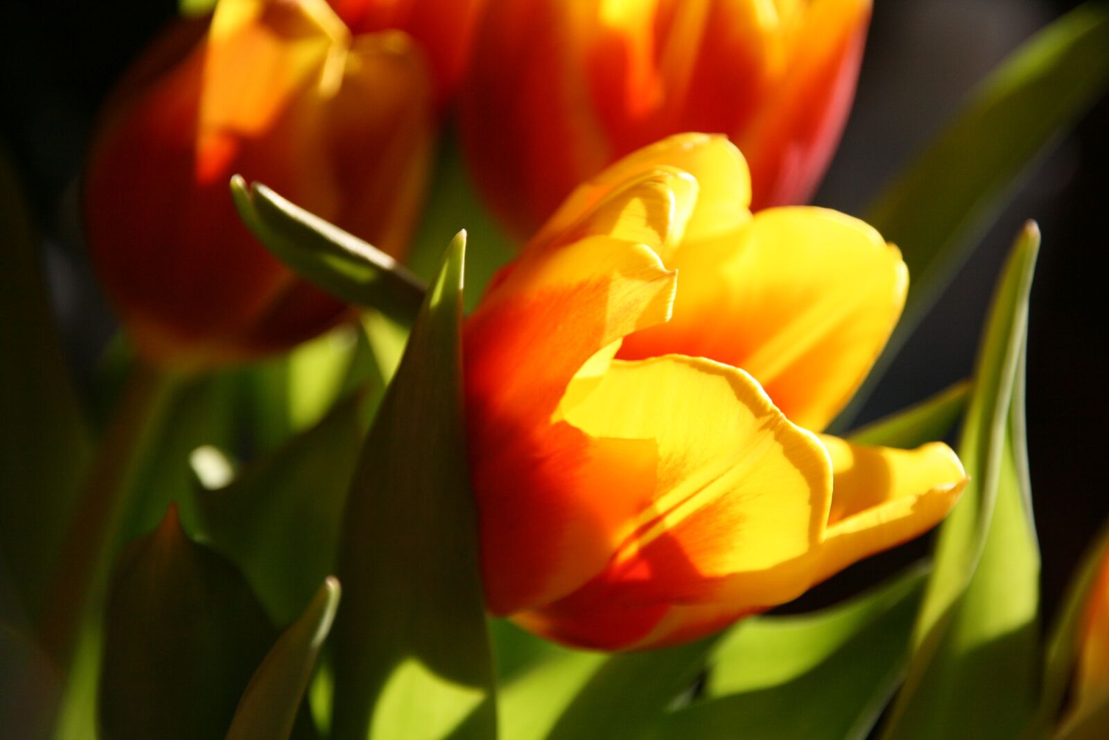 Canon EOS 400D (EOS Digital Rebel XTi / EOS Kiss Digital X) sample photo. Tulip, flower, nature photography