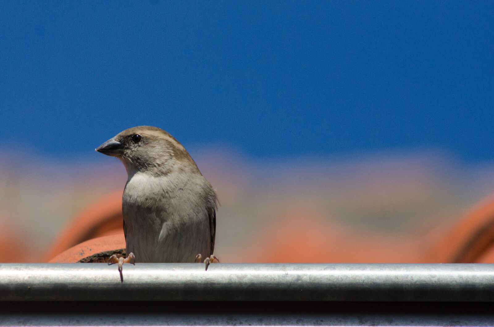 Nikon D7000 sample photo. Sparrow, bird, roof photography