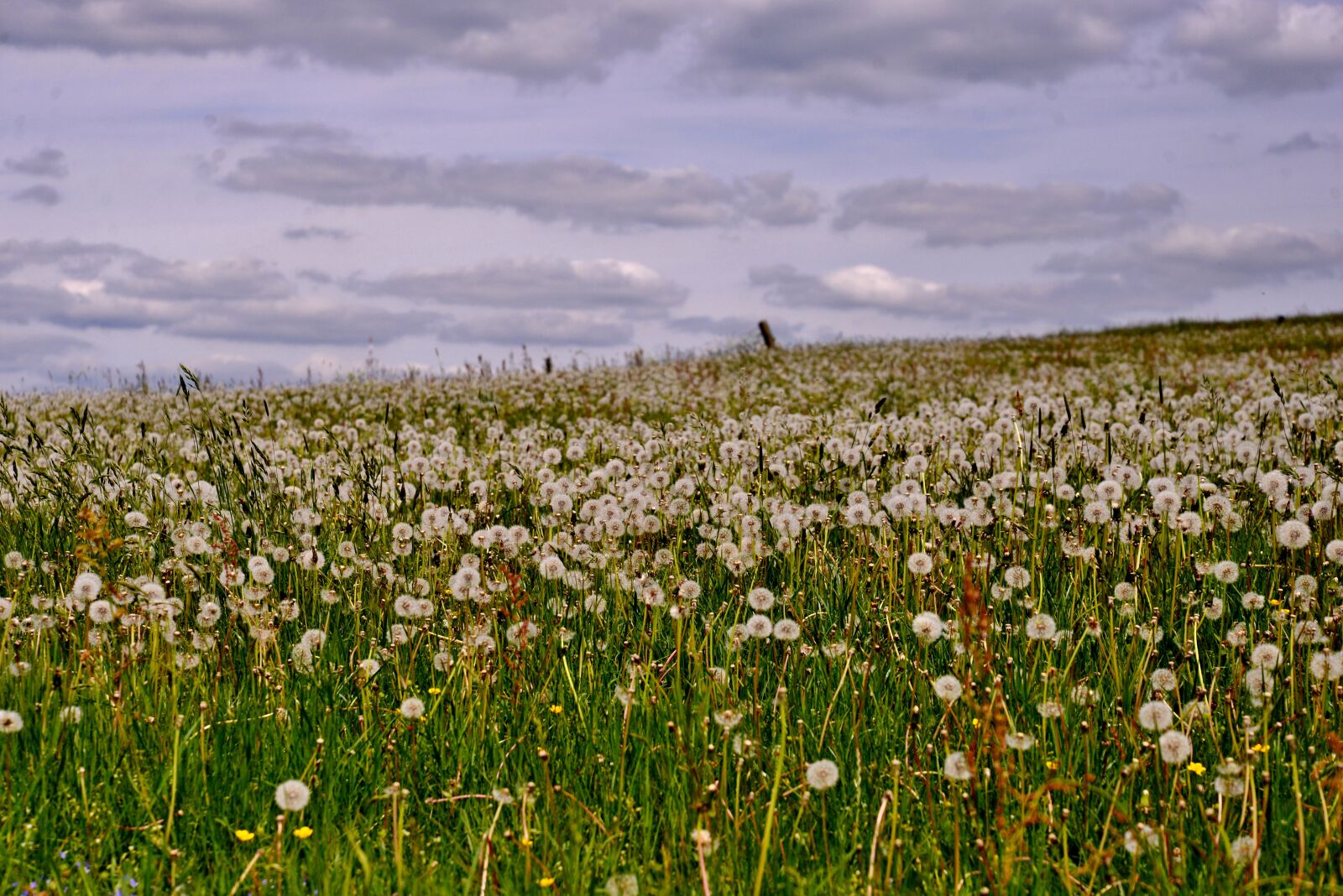 Nikon D600 sample photo. Dandelions, overblown, fluff photography