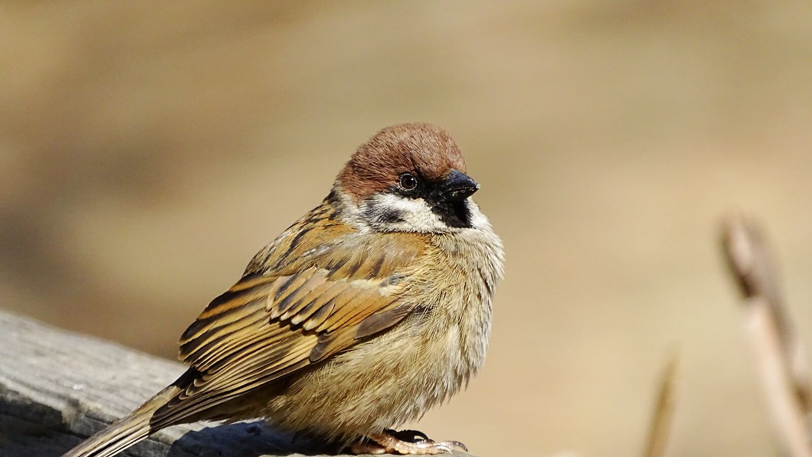 Sony Cyber-shot DSC-HX400V sample photo. Wildlife, nature, new photography
