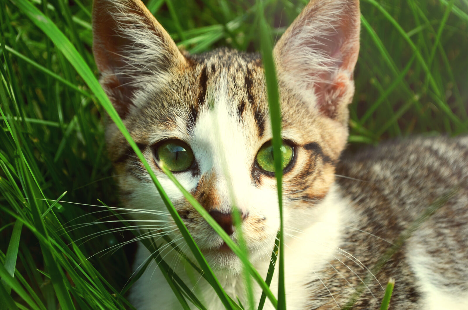 Nikon D5100 sample photo. Animal, pet, eyes, grass photography
