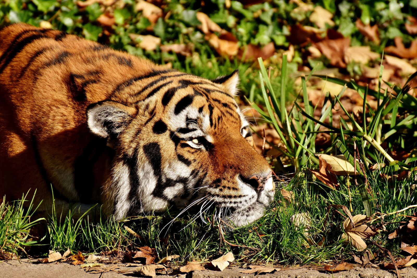 Nikon D7200 sample photo. Tiger, predator, fur photography
