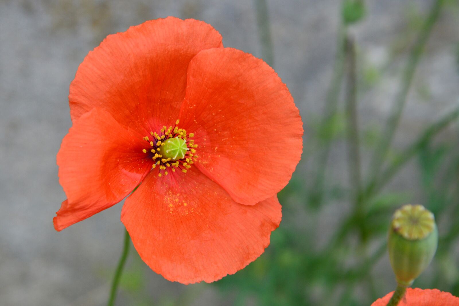 Nikon D3200 sample photo. Poppy, blossom, bloom photography
