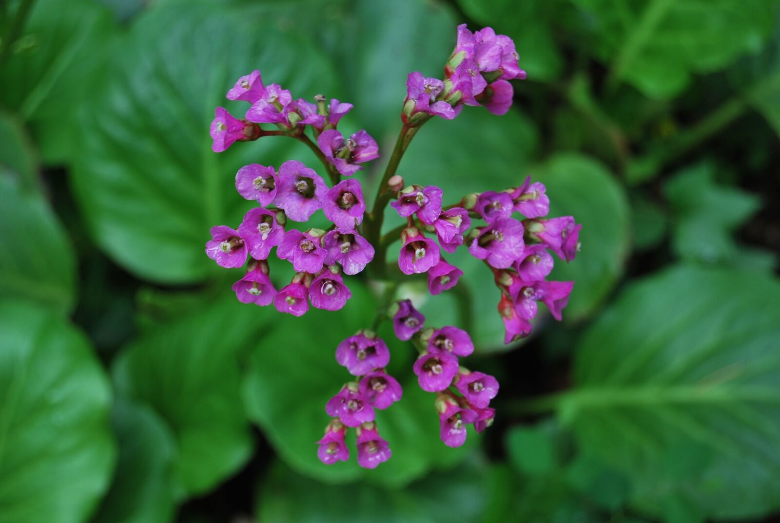Nikon D60 sample photo. Flower, paradise, leaf photography