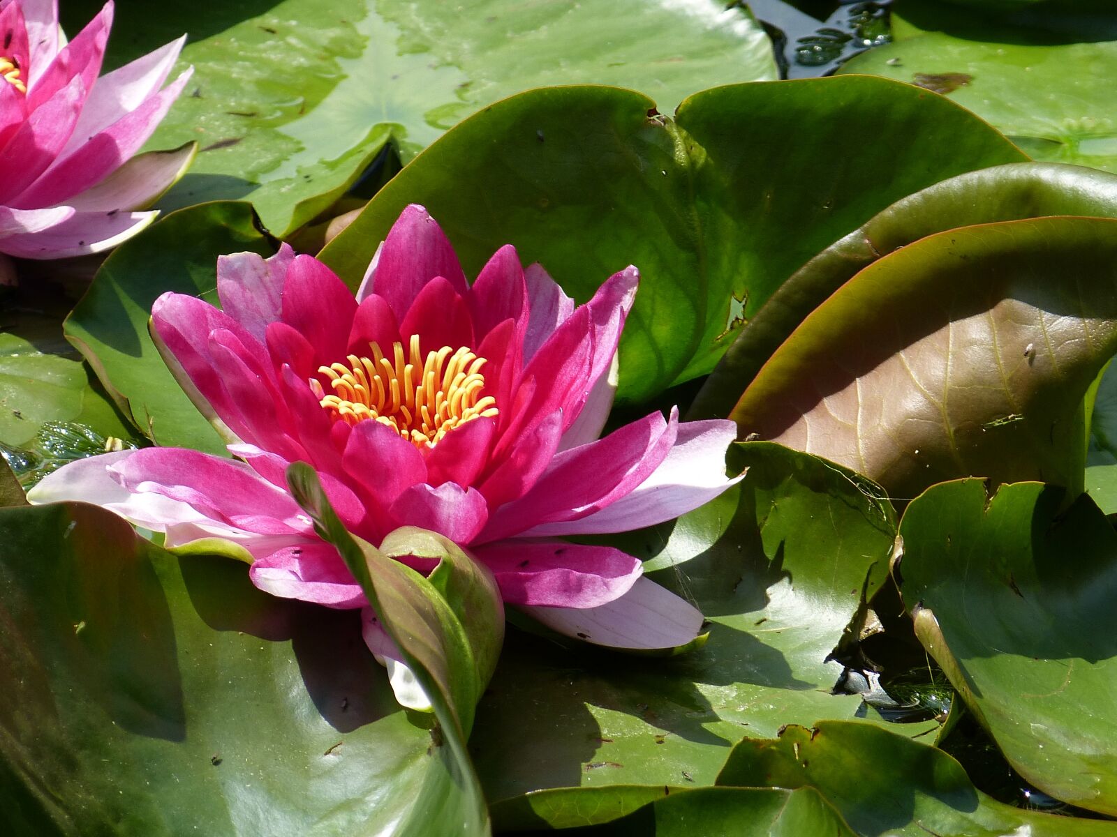Panasonic Lumix DMC-FZ150 sample photo. Water lily, plant, nature photography