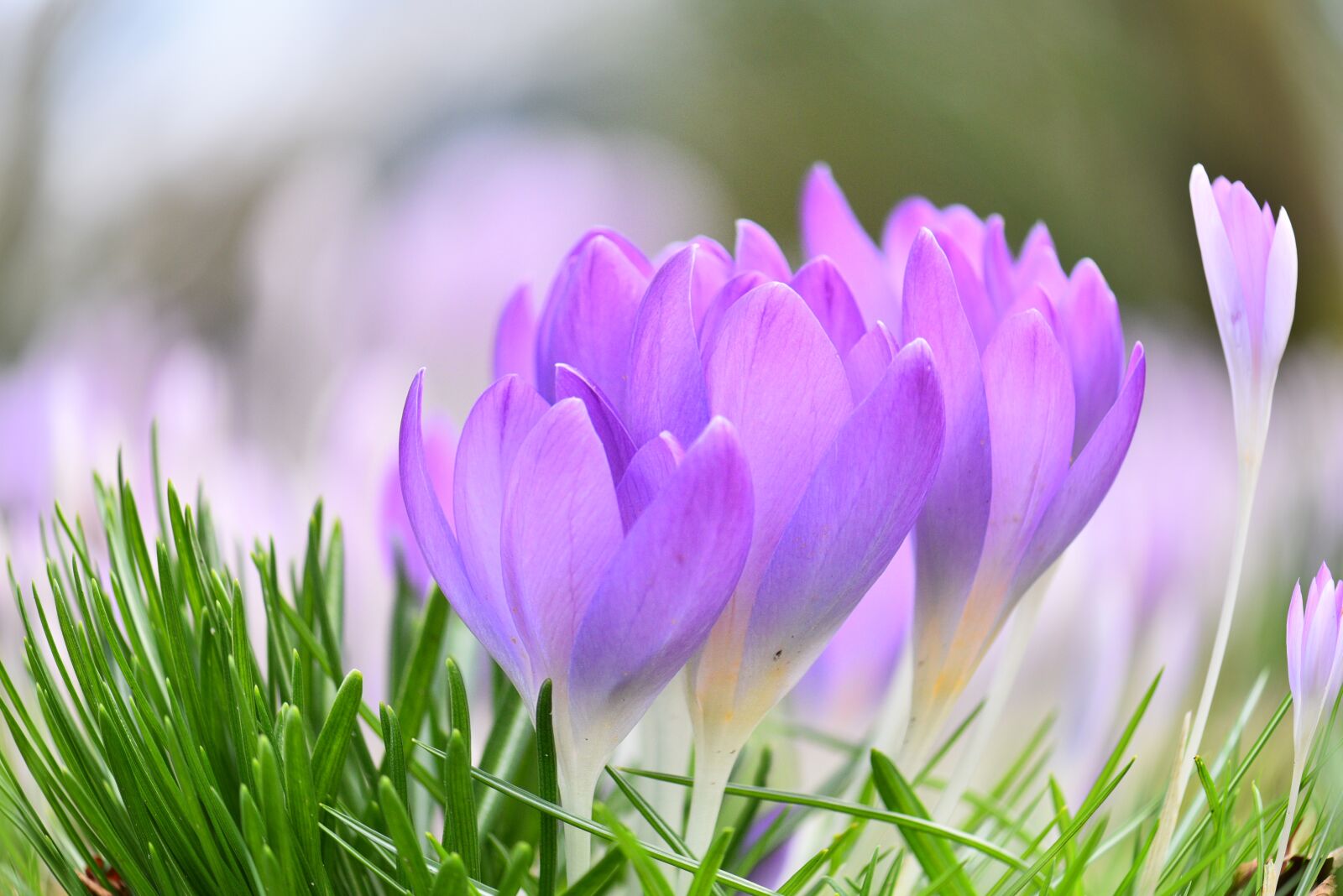 Nikon D750 sample photo. Crocus, spring flower, bloom photography