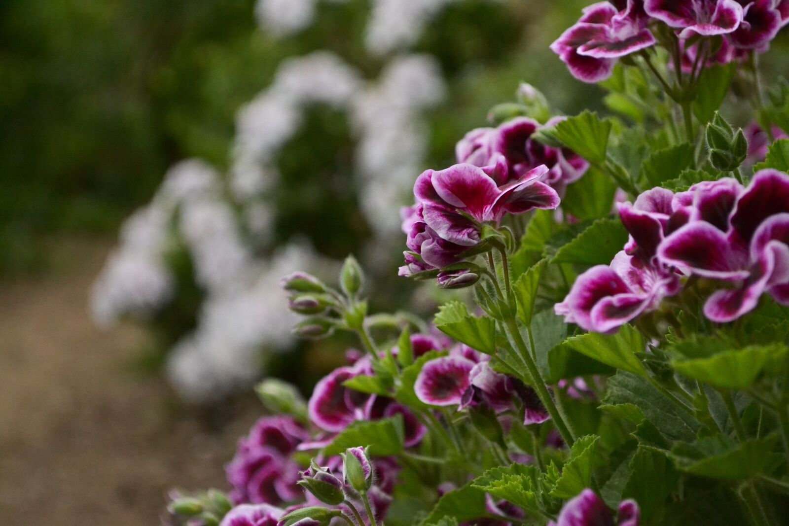 Nikon D3100 sample photo. Flower, garden, violet photography