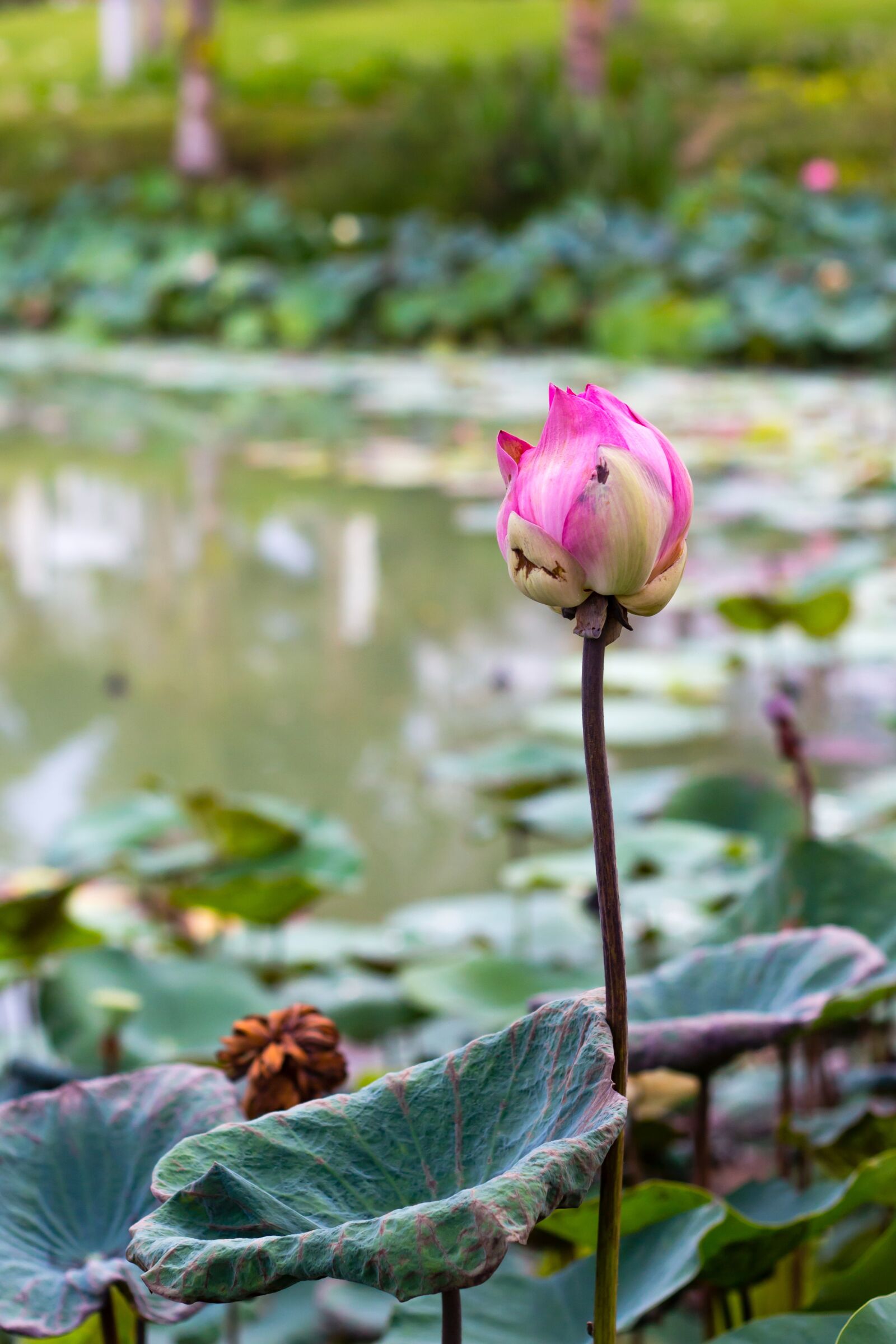Canon EOS 700D (EOS Rebel T5i / EOS Kiss X7i) + Canon EF 50mm F1.8 II sample photo. Flower, lotus, write photography