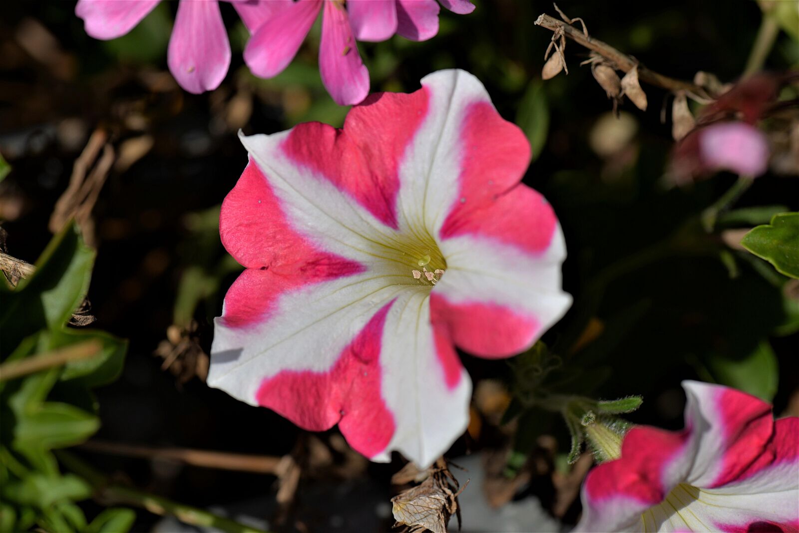Nikon D610 sample photo. Surfinien, petunia, close up photography