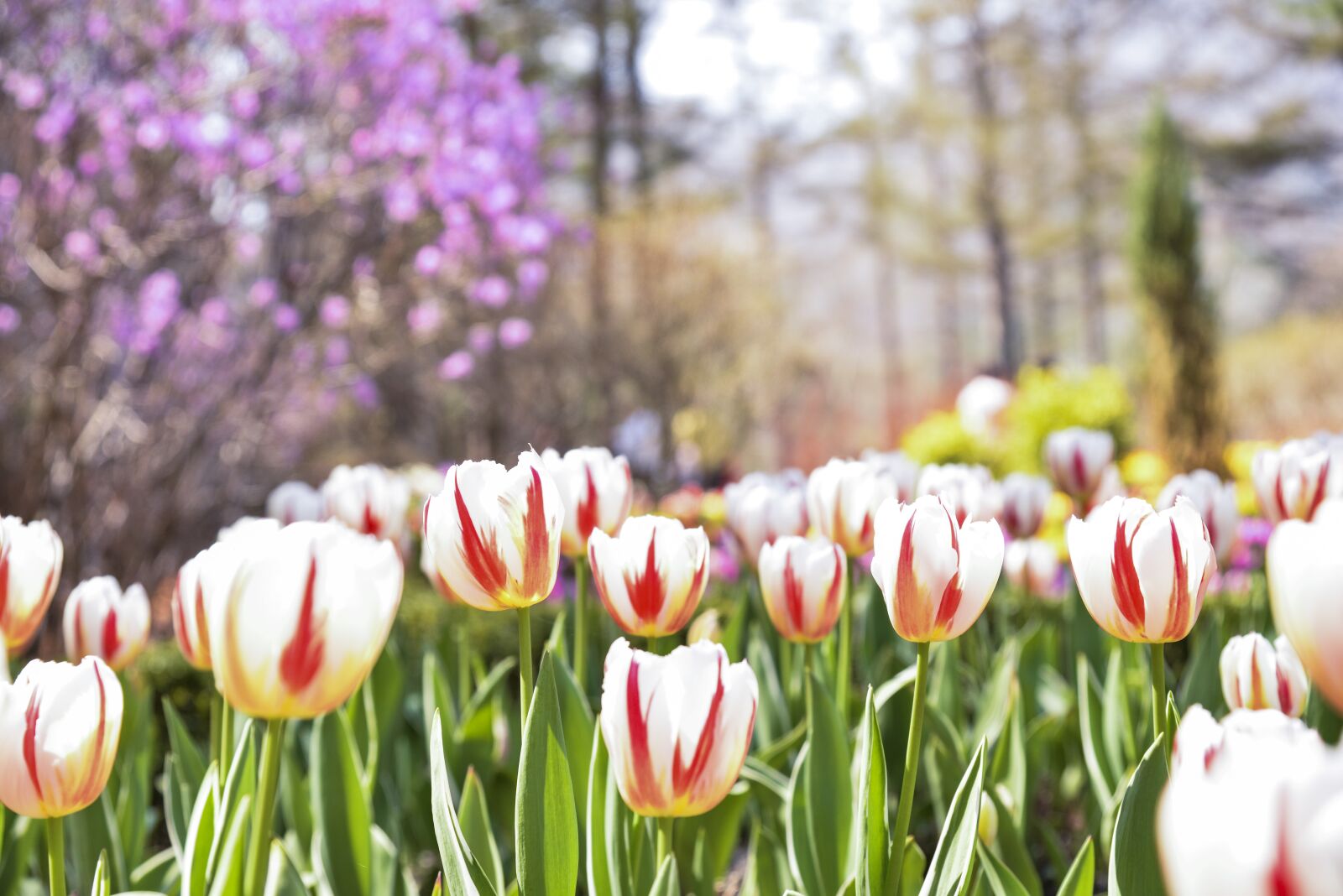 Nikon D800 sample photo. Spring, tulip, garden photography