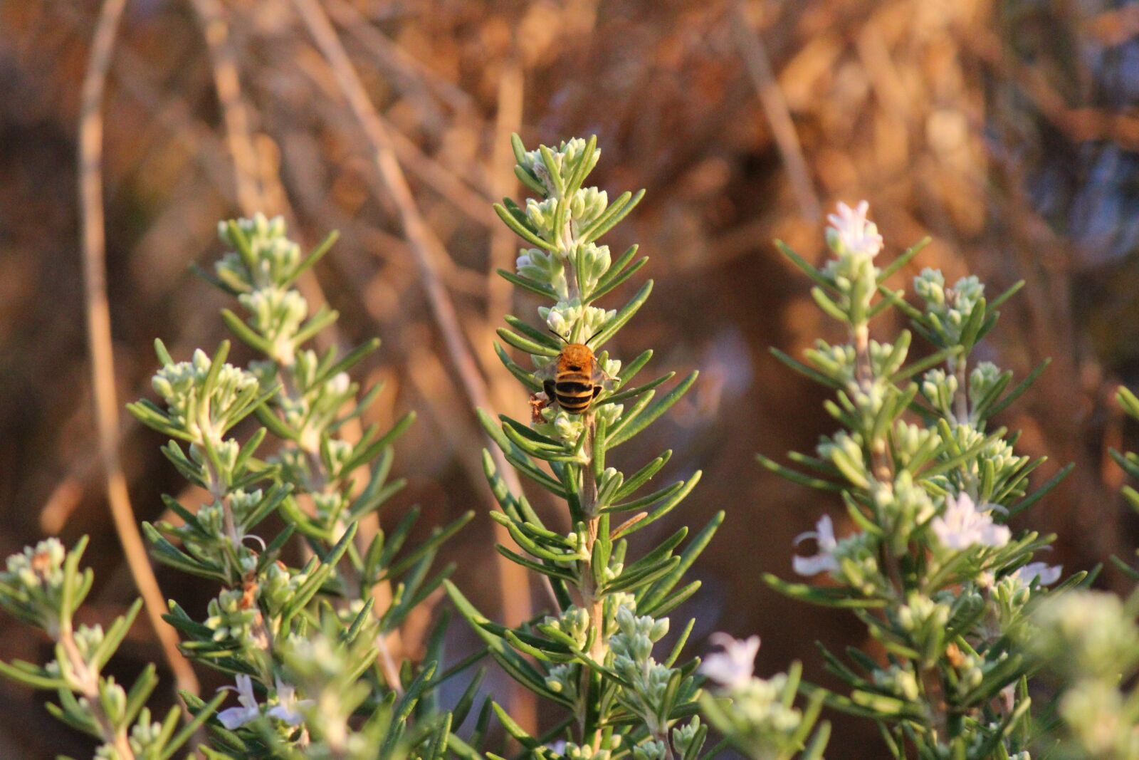 Canon EOS 600D (Rebel EOS T3i / EOS Kiss X5) sample photo. Rosemary, herbs, aromas photography