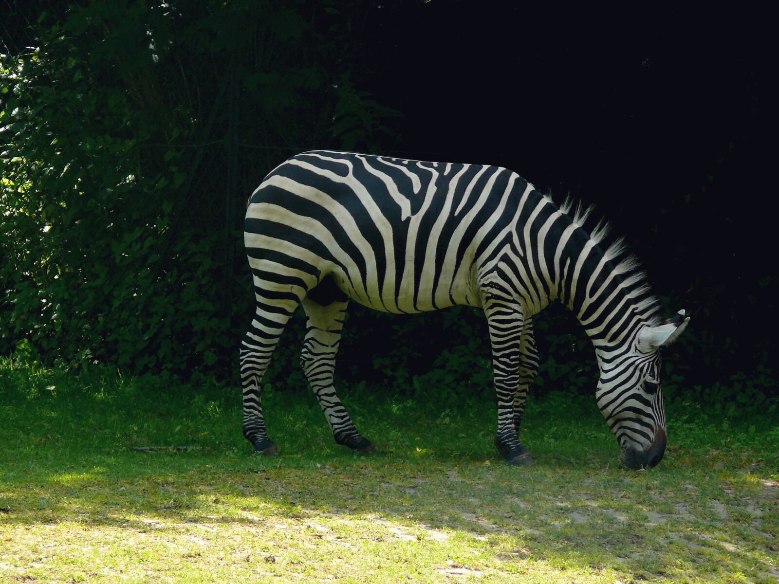 Panasonic DMC-FZ50 sample photo. Zebra, africa, safari photography