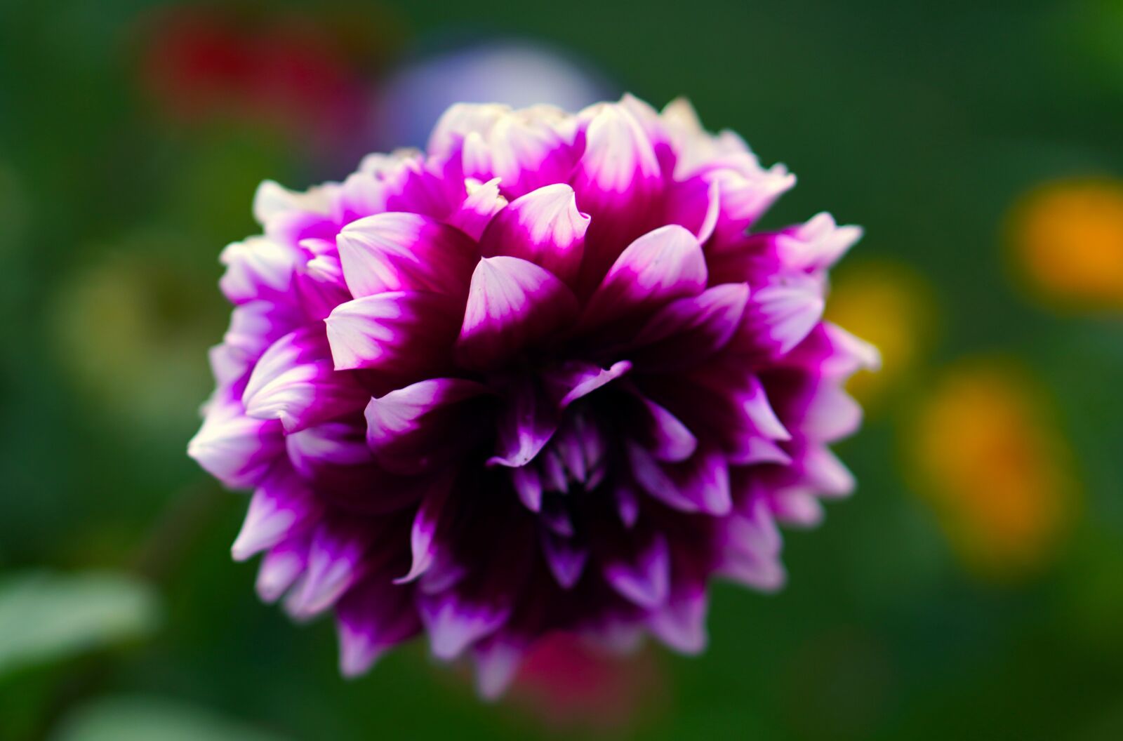 Sony a6400 + E 50mm F1.8 OSS sample photo. Dahlia, purple, blossom photography