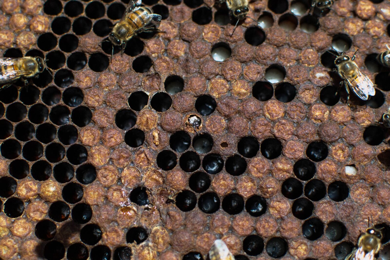 Nikon D3100 sample photo. Bees, nature, beekeeping photography