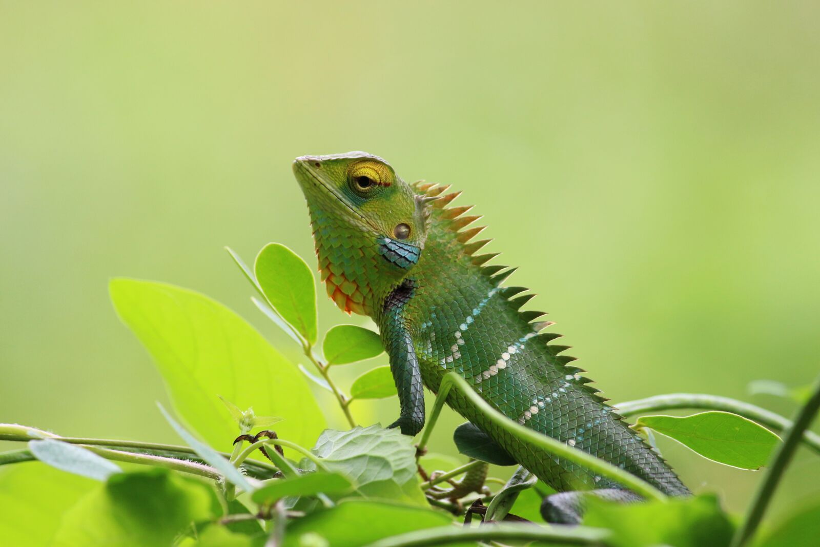 Canon EOS 700D (EOS Rebel T5i / EOS Kiss X7i) sample photo. Chameleon, wild, nature photography