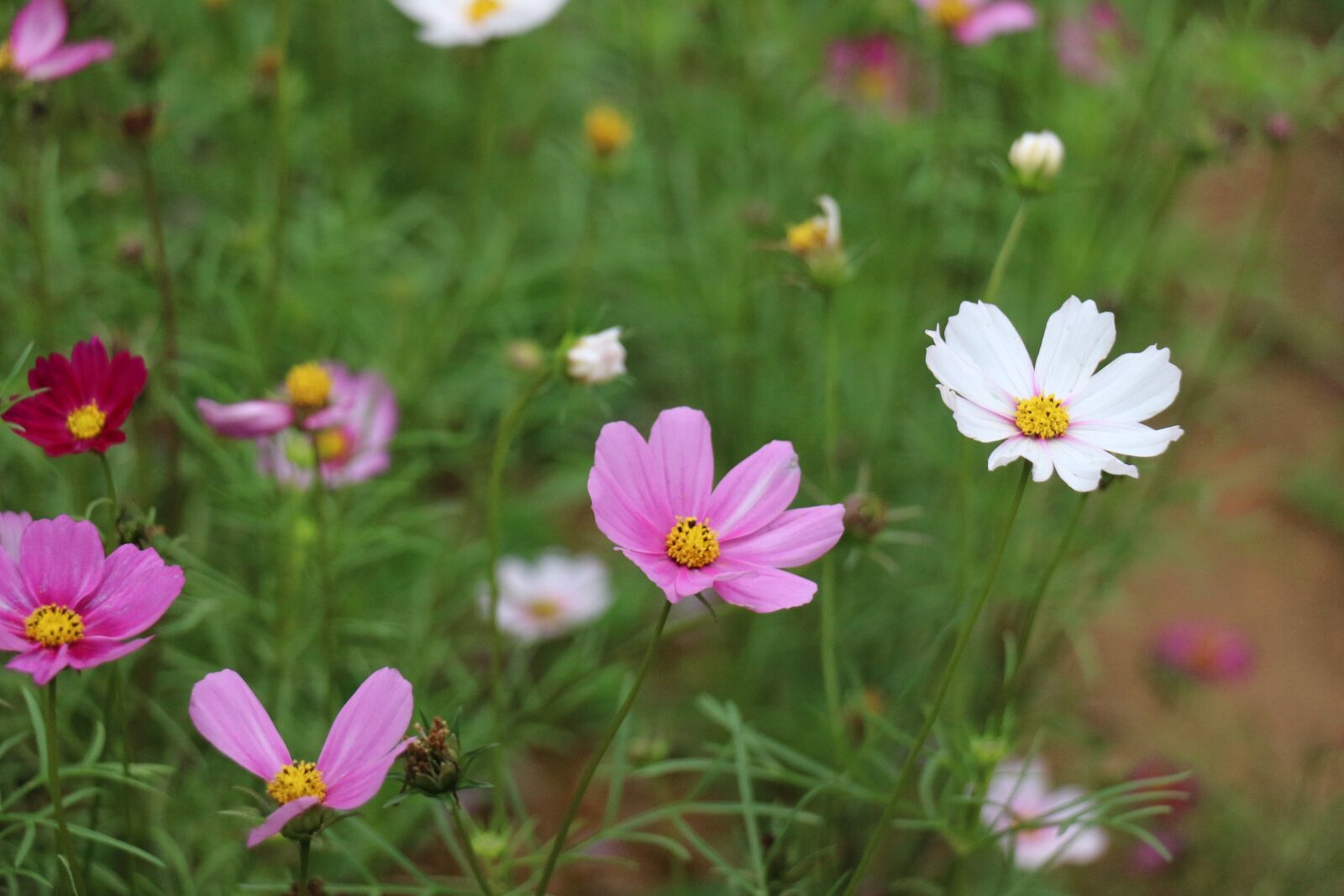 Canon EOS 700D (EOS Rebel T5i / EOS Kiss X7i) sample photo. Flower, nature, summer photography