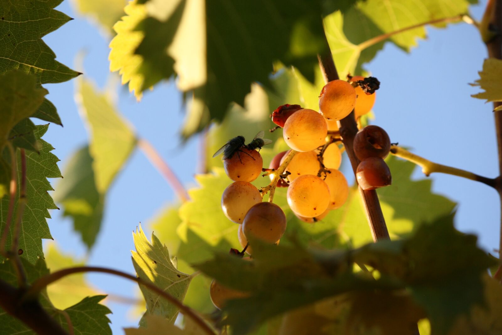 Canon EOS 30D sample photo. Food, grapes, insects photography
