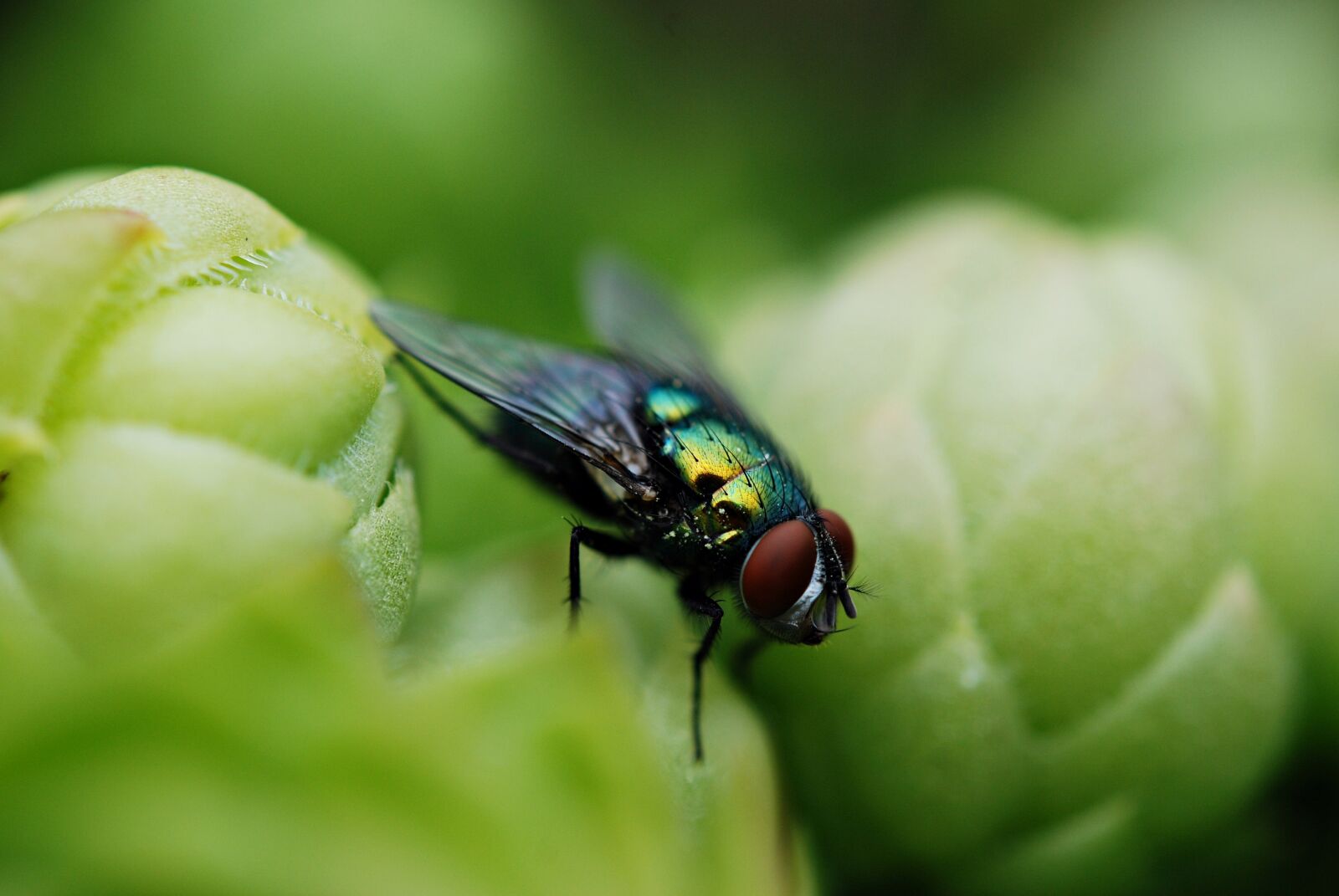 Nikon D80 sample photo. Mucha, insect, macro photography